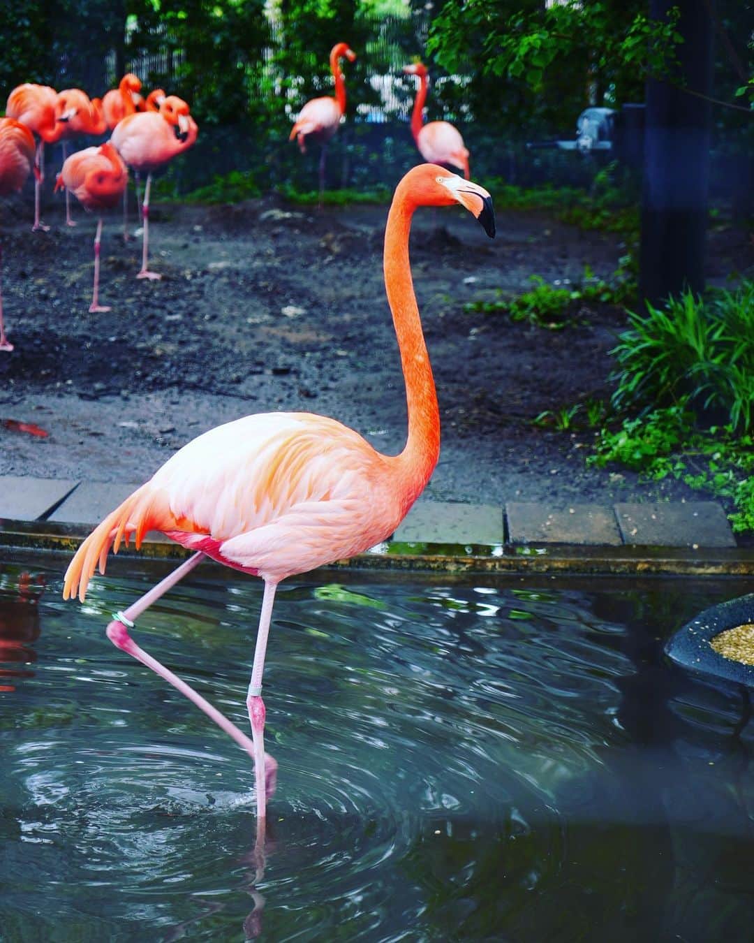 高橋優太さんのインスタグラム写真 - (高橋優太Instagram)「上野動物園で撮影の仕事でした。 そこにいたフラミンゴ🦩  #写真好きな人と繋がりたい  #fhotography  #上野動物園  #フラミンゴ  #写真家  #写真撮ってる人と繋がりたい  #写真家」5月14日 16時58分 - yuta.takahasshi