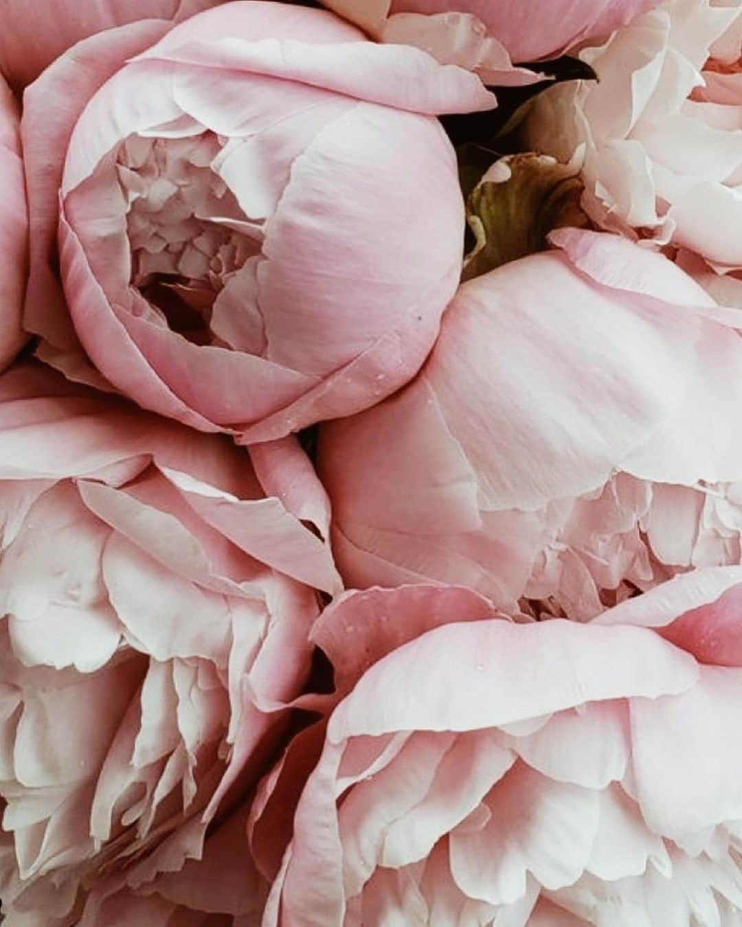 Yukicoさんのインスタグラム写真 - (YukicoInstagram)「𓆱𓆸𓆹𓆺  ————————————————————— 見てくださる方にプラスになる投稿をしていきます 是非いいね♡フォロー♡ よろしくお願いいたします𓅟 私の写真の編集については フォトレッスンでレクチャーをしています —————————————————————  #flowers#flowerpower#flowerphotography#flowerporn#flowerslovers#flowerstagram#bouquet#bouquets#btsarmy#jiminpen#btsjimin #ジミンペン」5月14日 17時05分 - yukicolifecom