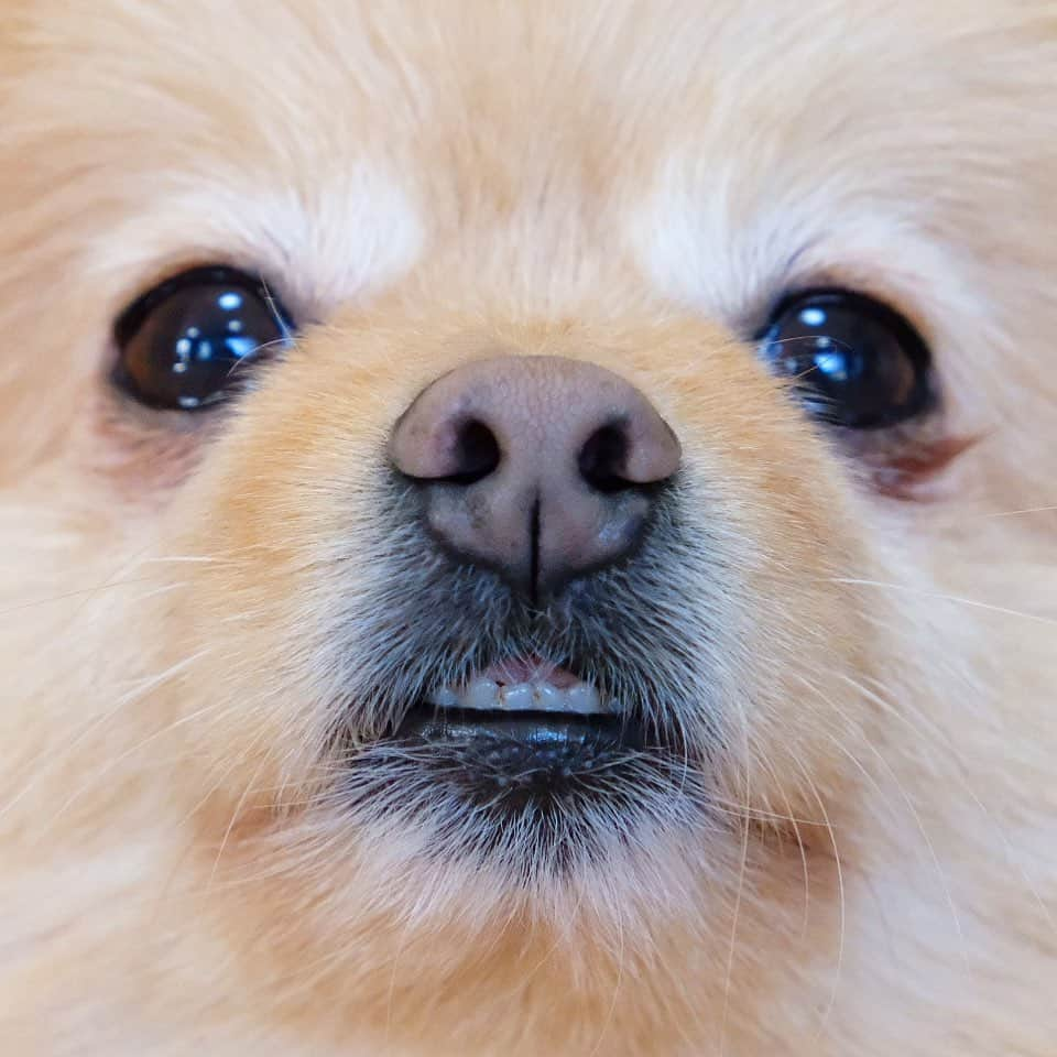 Hanaのインスタグラム：「ぽぇええ〜  全てのパーツが全て可愛い 可愛いだけで出来ているポメラニアン  #Pomeranian#dogs#doglover#dogsofinstagram#dogstagram#Japan#Kawaii#fluffydog#犬#포메라니안#もふもふ#cute#cutedog#funny#funnydog」