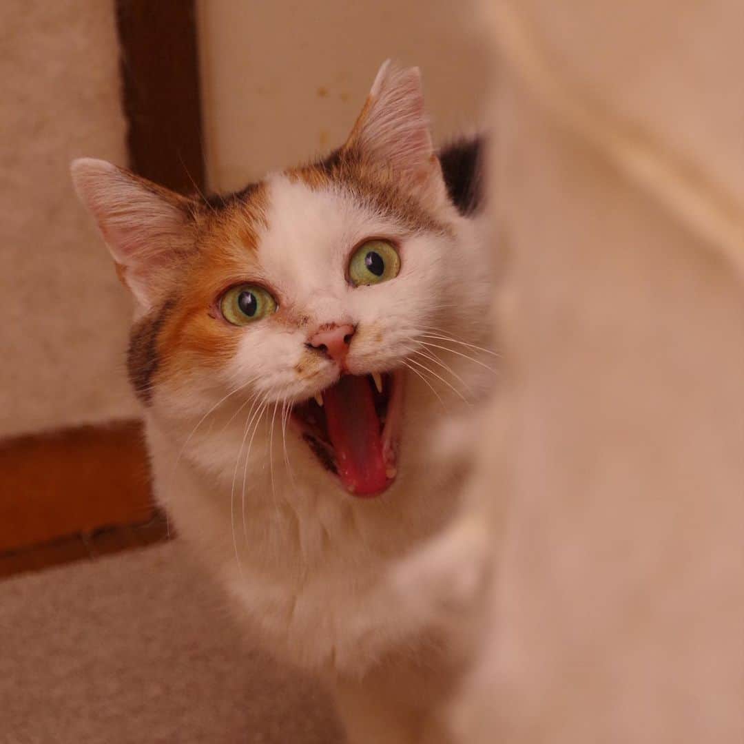 Kachimo Yoshimatsuさんのインスタグラム写真 - (Kachimo YoshimatsuInstagram)「油断のあくび  #うちの猫ら #mikeko #猫 #ねこ #ニャンスタグラム #にゃんすたぐらむ #ねこのきもち #cat #ネコ #catstagram #ネコ部 http://kachimo.exblog.jp」5月14日 9時28分 - kachimo