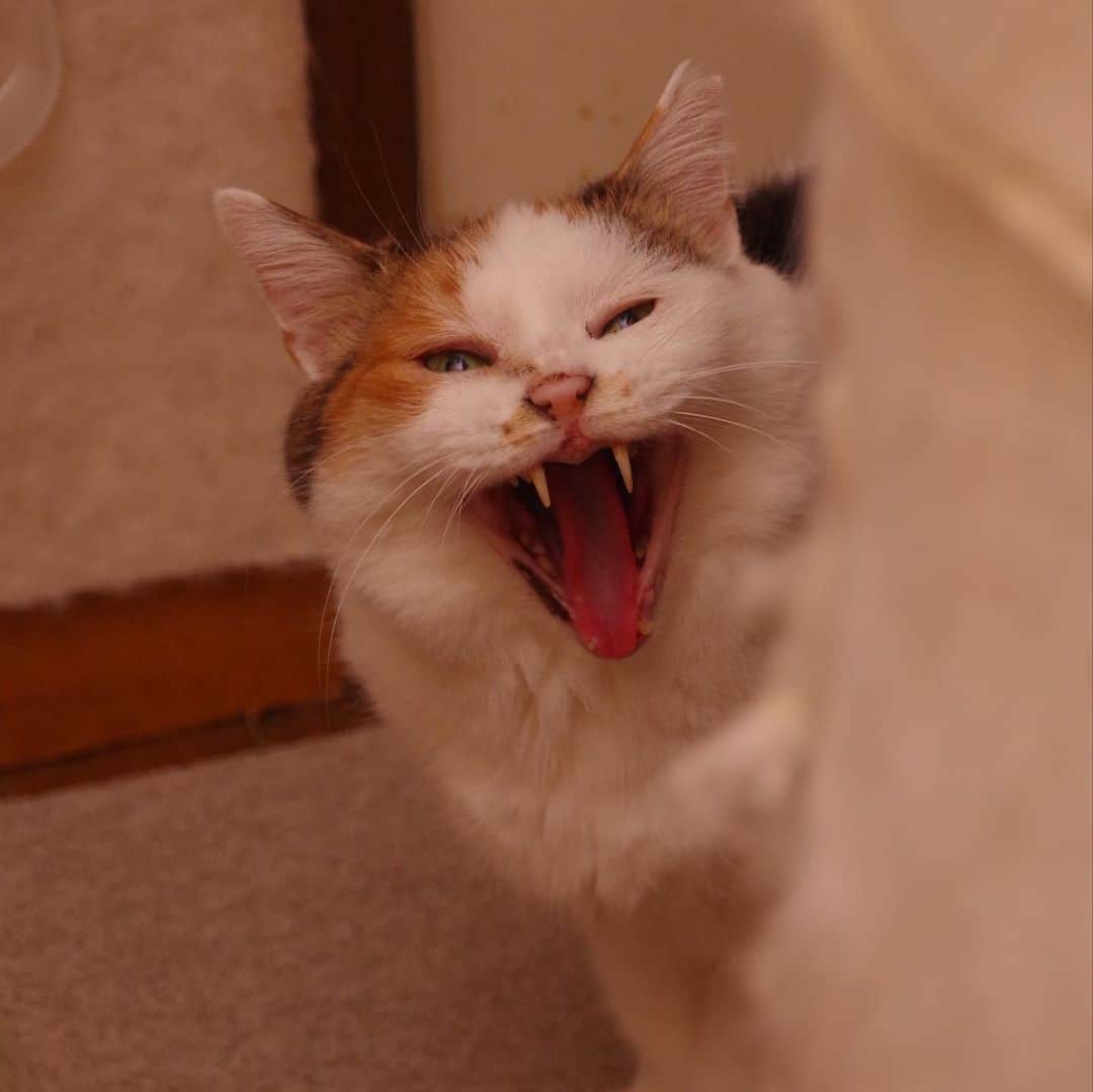 Kachimo Yoshimatsuさんのインスタグラム写真 - (Kachimo YoshimatsuInstagram)「油断のあくび  #うちの猫ら #mikeko #猫 #ねこ #ニャンスタグラム #にゃんすたぐらむ #ねこのきもち #cat #ネコ #catstagram #ネコ部 http://kachimo.exblog.jp」5月14日 9時28分 - kachimo