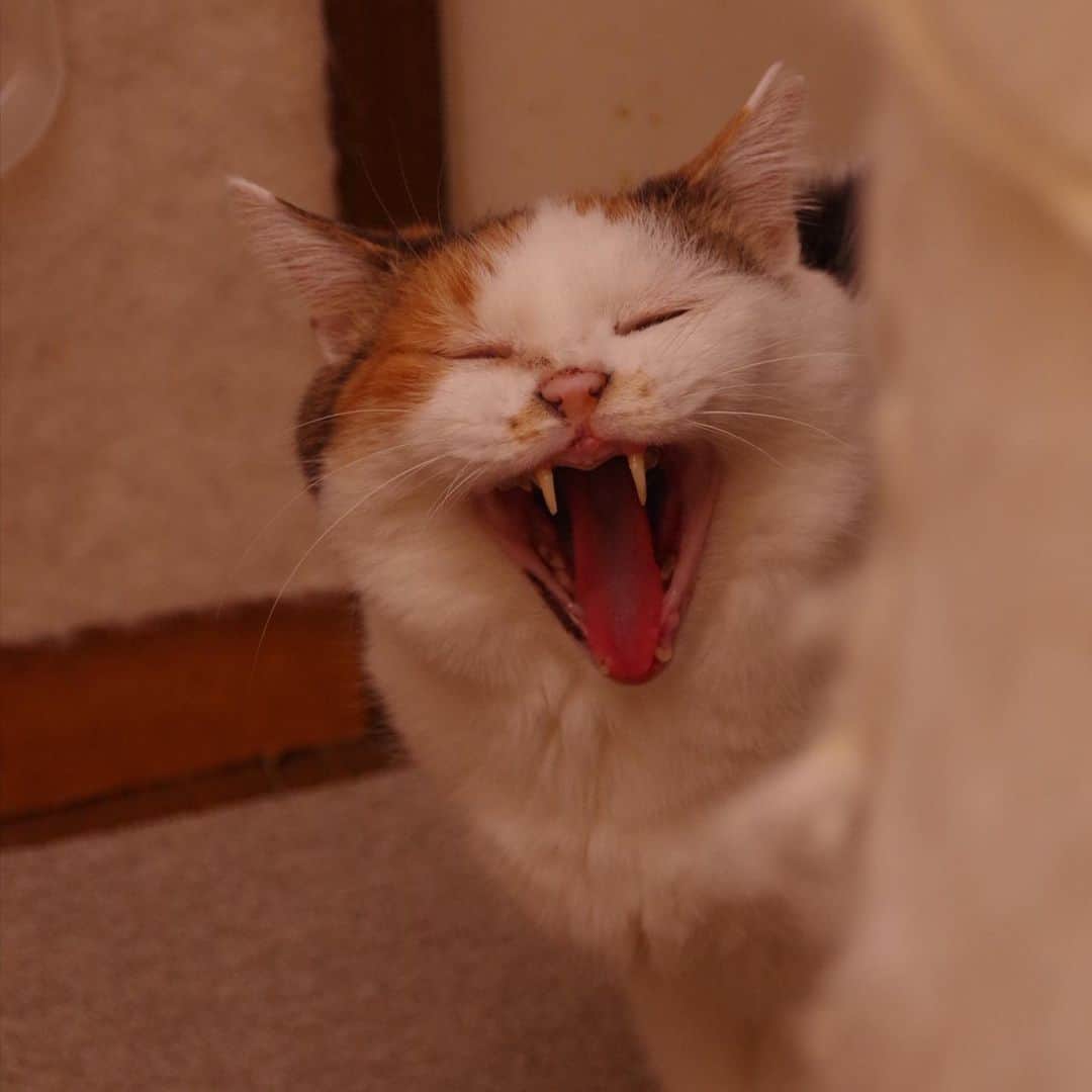 Kachimo Yoshimatsuのインスタグラム：「油断のあくび  #うちの猫ら #mikeko #猫 #ねこ #ニャンスタグラム #にゃんすたぐらむ #ねこのきもち #cat #ネコ #catstagram #ネコ部 http://kachimo.exblog.jp」