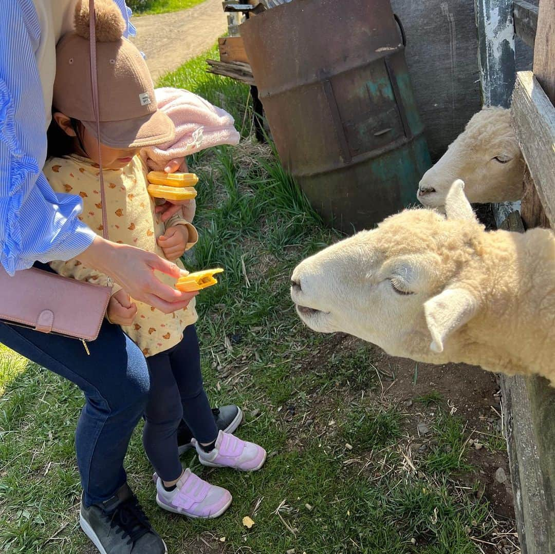 小西さやかさんのインスタグラム写真 - (小西さやかInstagram)「GWのお休みに リゾナーレ八ヶ岳への旅行のついでに近所にある滝沢牧場に行ってきました！ 大自然の中で、私が実家でやっていた牛の乳しぼりも子供に体験させてあげることができました。 動物とふれあうことができてとっても良かったです。 子供は一番、バギーで駆け抜けるのが楽しかったようです。 , 是非、子連れ旅を検討されている方におすすめのスポットです。 . 砂埃と日焼け対策にマスクを着用していました。 紫外線が最もあたる頬部分を隠せるのでUV対策にもってこいですね。 不織布のマスクだと紫外線透過率が約14～20％なので、逆に80％ぐらいはカットしてくれるんですね。 SPF50+・PA++++の UV ケアを正しく塗布した場合、紫外線の透過率は２％以下なので、マスクより効果ありますね。 日焼け止めとマスクの併用はマストですね！ . 詳細はブログにアップしてます！ . #リゾナーレ#リゾナーレ八ヶ岳#リゾナーレ八ヶ岳プール #プール#3歳児旅行#3歳児の遊び #プールデビュー#gw旅行 #子連れ#子連れ旅行 #子連れお出かけ #子連れスポット #子連れ旅#滝沢牧場#動物とふれあう#餌やり#乳しぼり#動物ふれあい#動物ふれあい体験 #馬好き #牛の乳搾り #バギー#牧場#長野県観光 #長野県旅行」5月14日 9時35分 - cosmeconcierge