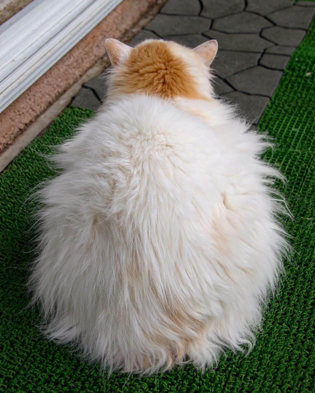 Kachimo Yoshimatsuのインスタグラム：「Moco Moco Okaki  #うちの猫ら #猫 #okaki #ねこ #ニャンスタグラム #にゃんすたぐらむ #ねこのきもち #cat #ネコ #catstagram #ネコ部 http://kachimo.exblog.jp」