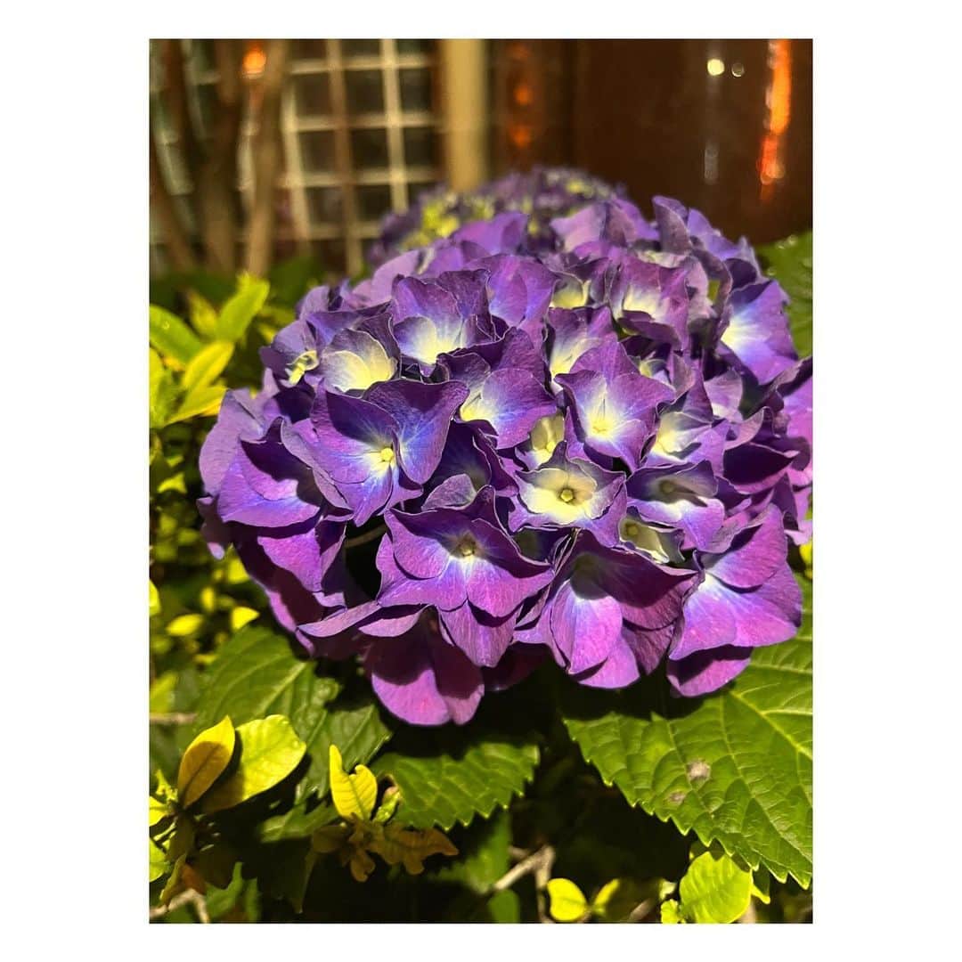 阿部洋子さんのインスタグラム写真 - (阿部洋子Instagram)「💠🌿‬ ܸ💠🌿‬ ܸ💠🌿‬ ܸ💠🌿‬ ܸ  夜の街の片隅に咲いてた🌙*ﾟ  #紫陽花 #アジサイ #hydrangea  #nofilter」5月14日 10時32分 - hirocoring