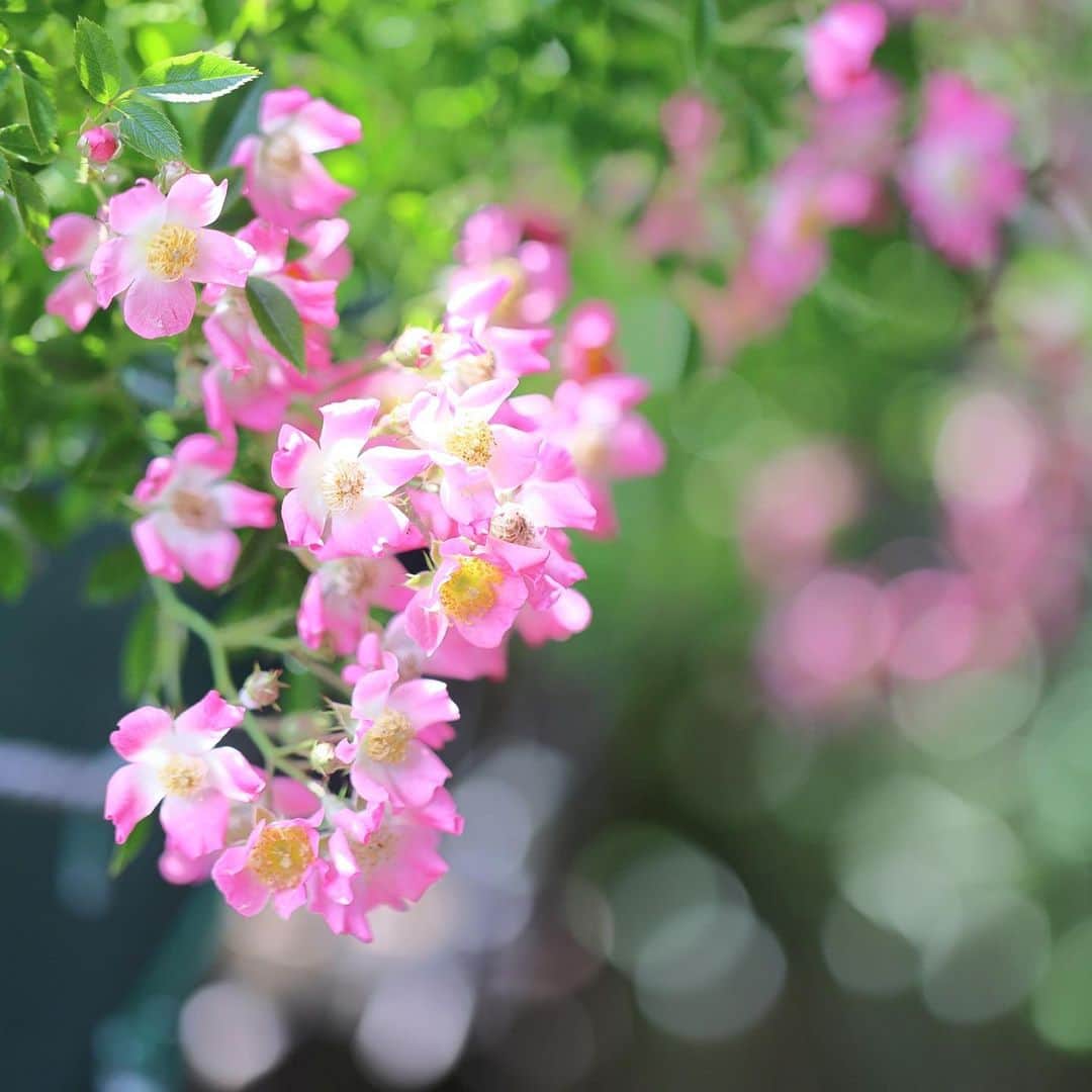 kiccyomuのインスタグラム：「☁️ 2023.05.14 Sun ベランダの #バラ 🌹 大振りのバラも良いけど たくさん咲いた 小さなバラも良き📸 今年もありがとう🤗  今日は天気がイマイチ☁️ うちでのんびり☕️  location #千葉 ❣️ 📷撮影 2023年5月12日」