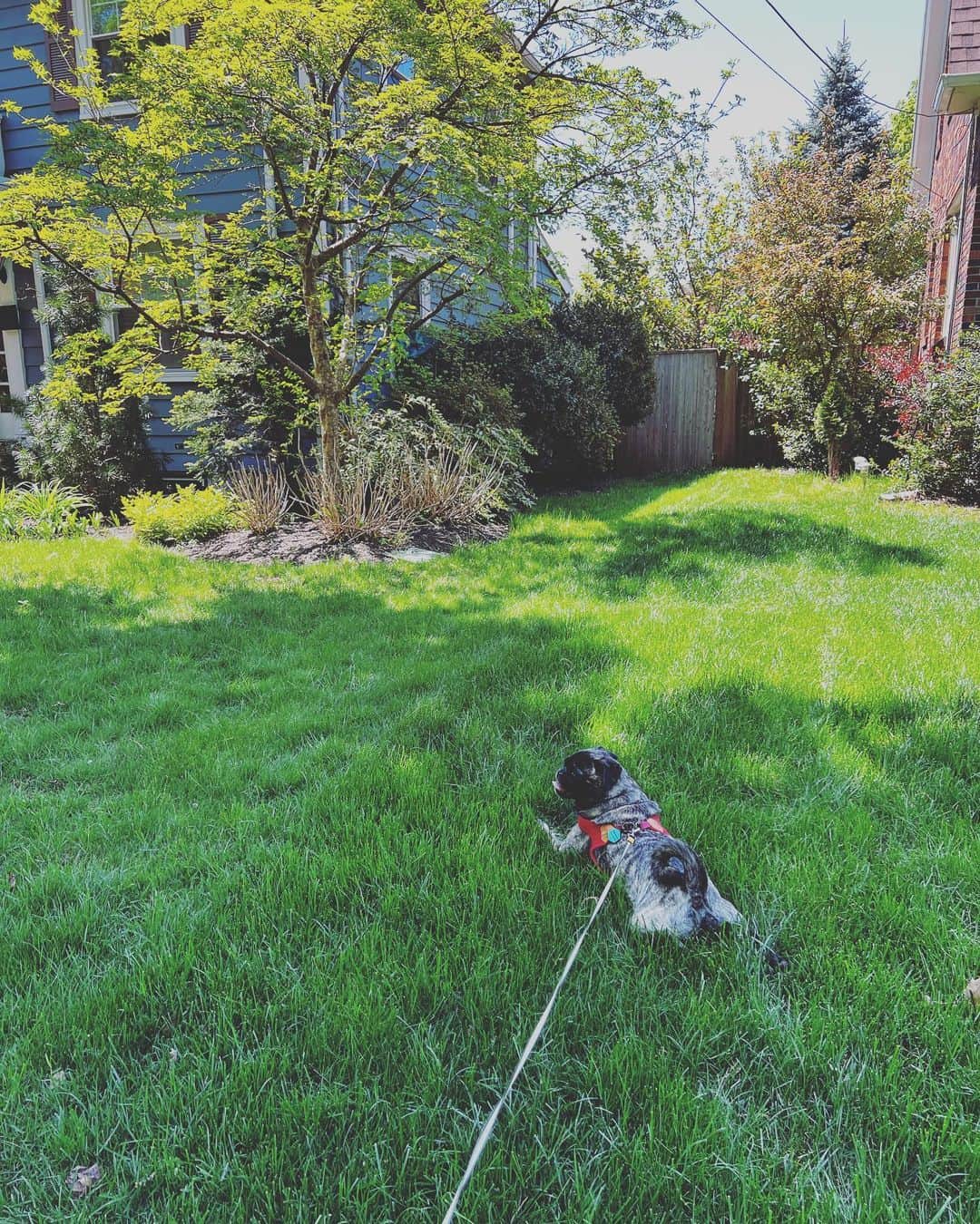 pugsofinstagramのインスタグラム：「Archie took a break during our walk yesterday to lay upon this lush green  lawn. #westmedford」