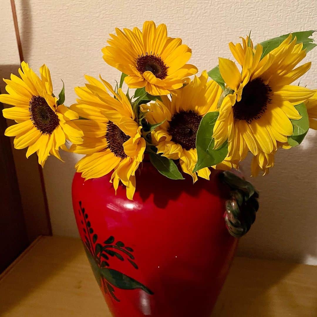 Tammyさんのインスタグラム写真 - (TammyInstagram)「「ママ、母の日いつもありがとね。」  と  娘からは、 大好きな向日葵🌻の花束を もらいました😊  めっちゃ綺麗で可愛い。。  嬉しぃ＾＾  何もなくても愛してるよ♡  気持ちが嬉しいお  お仕事無理せんでね。  こちらこそ、ありがとう😊  そして、世のお母さん達、 母の日おめでとうございます❣️  Tammy @tammyyanen   #Tammy #タミー #Tammyyanen #photo #シンガーソングライター #singer #songwriter #acousticguitar #artist  #music #恩学 #音楽 #live #love #life #母の日 #mothersday #family #家族 #daughter #娘 #flowers #sunflower #present #thankyou #ありがとう #綺麗 #beautiful #cute #happy」5月14日 11時39分 - tammyyanen