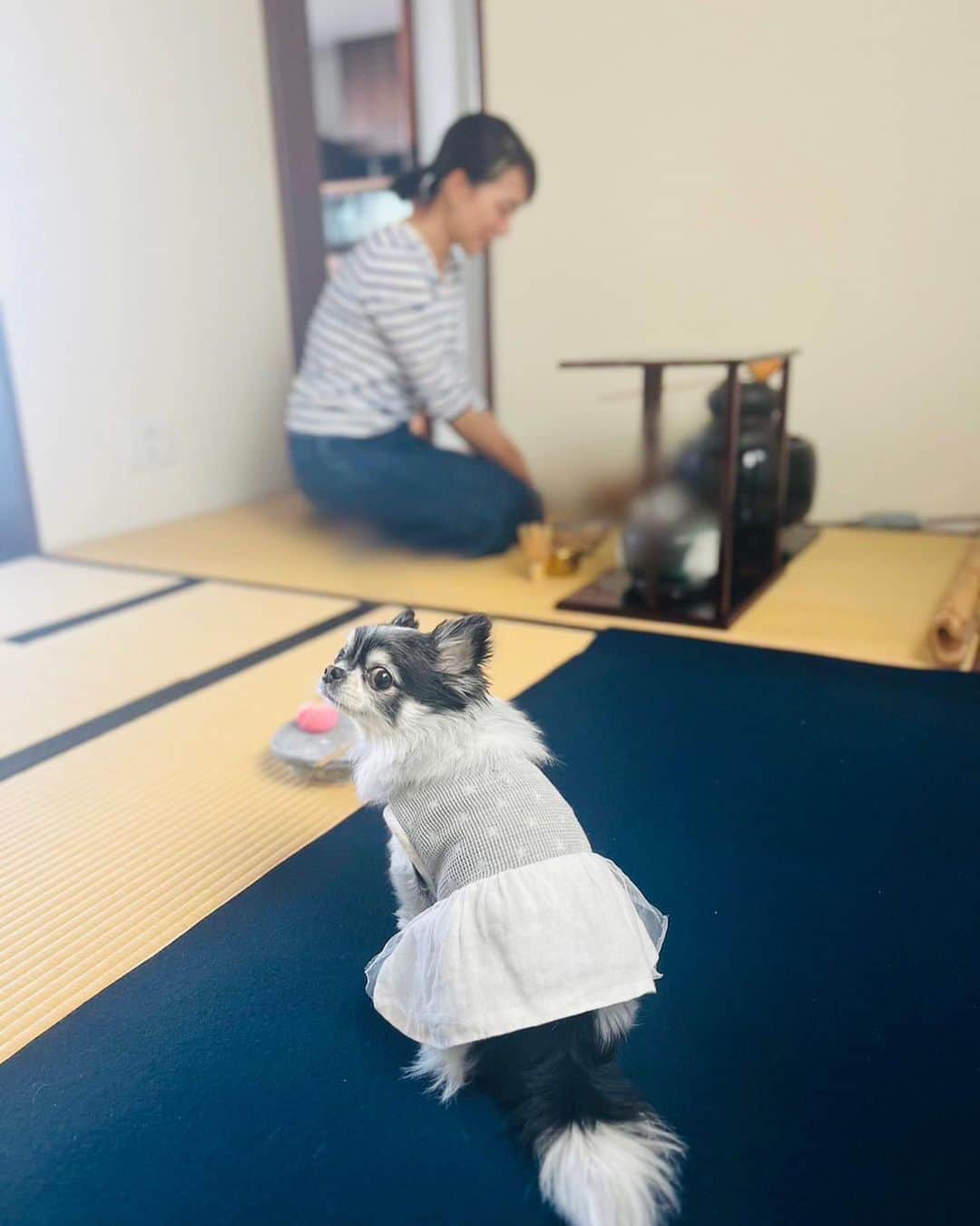 八木早希さんのインスタグラム写真 - (八木早希Instagram)「友人宅でお茶一服🌿 素晴らしいおもてなしを頂きました✨  #茶#茶室で一服#おもてなし」5月14日 12時34分 - sakiyagi
