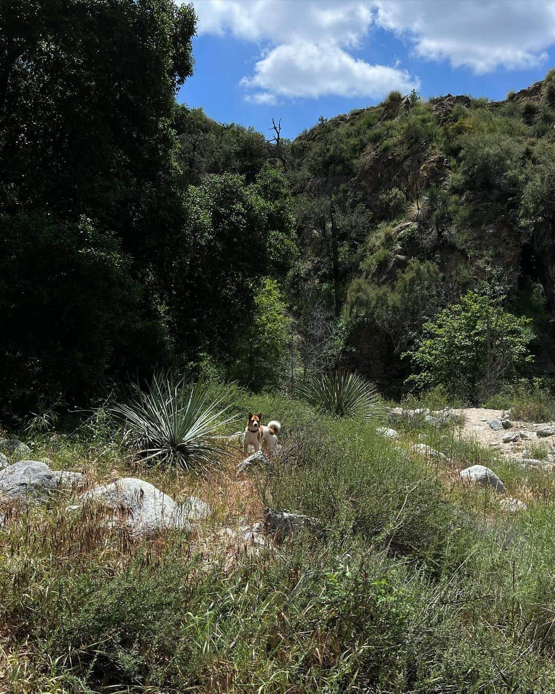 ローラさんのインスタグラム写真 - (ローラInstagram)「Barefoot hiking in Pasadena🦶😁🦶🌱  Earthing ♪ Earthing ♪  カリフォルニアのパサディナでとってもすてきなハイキングコースをみつけたよ〜😊　どんどん奥に進むと、滝がみえてくるんだけどね、夜はお友達のお誕生日があったから、途中でひきかえしちゃったよ♪ また次に行くときは滝をみにいくぞ〜ぅ♪ ハイキングは、今回も裸足でチャレンジしてみたよ♪ 最初はちょっとだけ痛いけどどんどん足の裏が岩達になれて、足ツボ感覚になってきて、アーシングも同時にできるから、終わった後は、信じられないくらいすーっきりしたよ😍🌱 自然のパワーはすごいなぁ♪ 今回は行って帰ってきて約4時間だったよ！　滝まで行くともうちょっとあるとおもう♪ カリフォルニアにきたらぜひ寄ってみてね🏔おすすめだよ〜^o^🐕」5月14日 13時33分 - rolaofficial