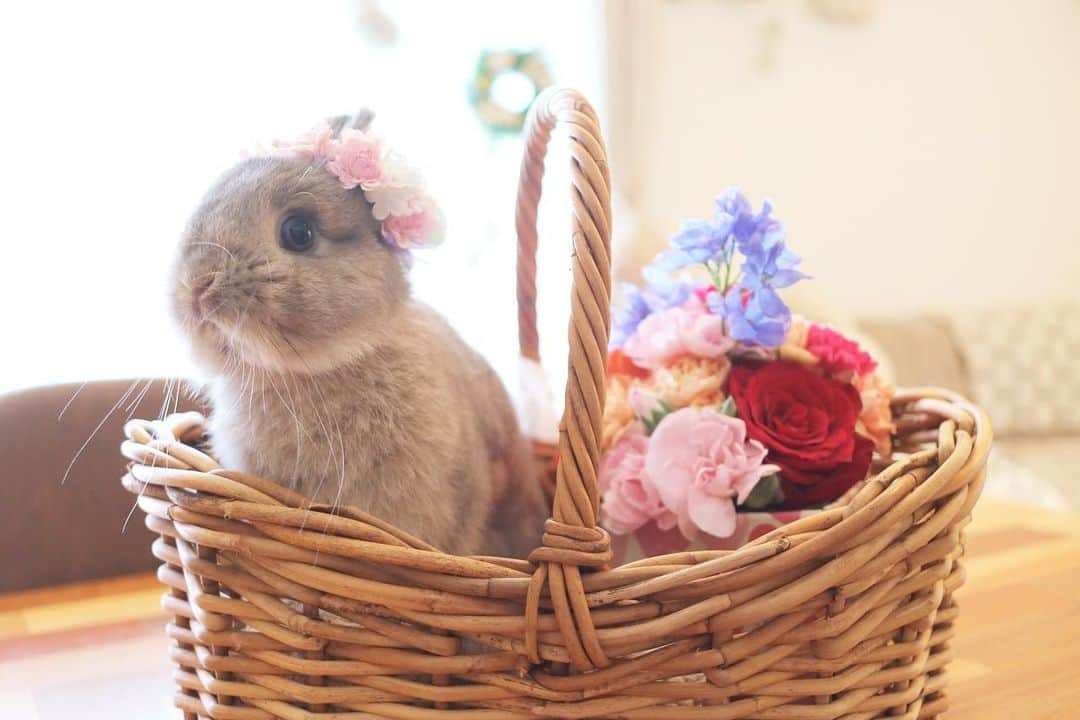 yun.ゆんのインスタグラム：「cotton.💭＋sugar.🫧  Happy Mother's Day💐  お母さんありがとう💐  小さい家族のお母さんも 毎日おつかれさま💐  今日はゆっくりするぞ〜😂  @kana_nododamore  💐👑✨ ♪ ♪ ♪ #母の日 #うさぎ#ウサギ#ネザーランドドワーフ#ZIP写真部#ふわもこ部#多頭飼い #rabbits#rabbitsofinstagram #rabbitstagram #petstagram #instapet#cutepetclub #instarabbit  #bunnylove #lapin #pecotv #WeeklyFluff #netherlanddwarf #ルピナスラビトリー #lupinus_rabbitry #シュガーくん」