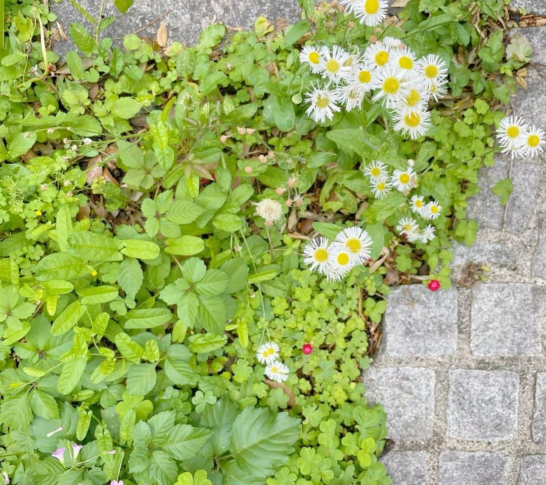 太田景子のインスタグラム