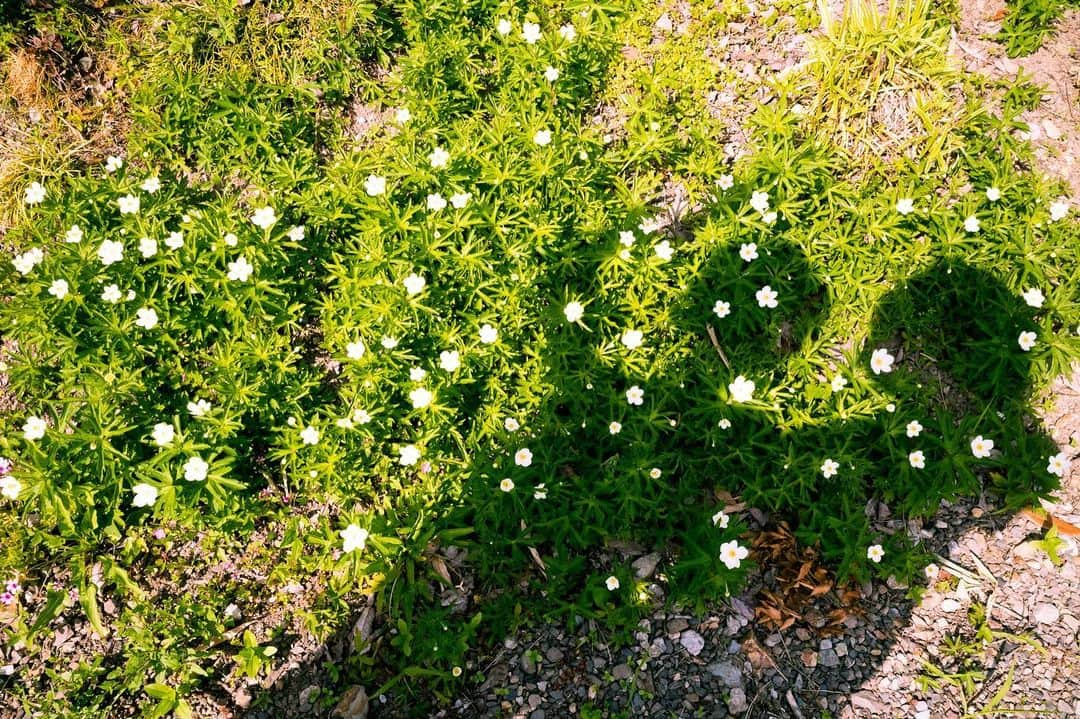 LiSAさんのインスタグラム写真 - (LiSAInstagram)「母の日💐  私の母と祖母は働き者。 わたしの実家の岐阜県は、山がたくさんあってお水が美味しくて、自然が豊かな場所。 お母さんはいつも元気に犬たちと駆け回ってどたばた忙しそうだし、お母さんのお母さんは毎日お庭に出て、野菜やお花たちの世話をする。  いつでも帰れる場所を守って待っていてくれてありがとう🏠 いつもみかたでいてくれてありがとう💐  世界中のお母さん、いつもありがとう。お疲れ様です。  #happymothersday  #母の日 #にりんそう」5月14日 13時44分 - xlisa_olivex