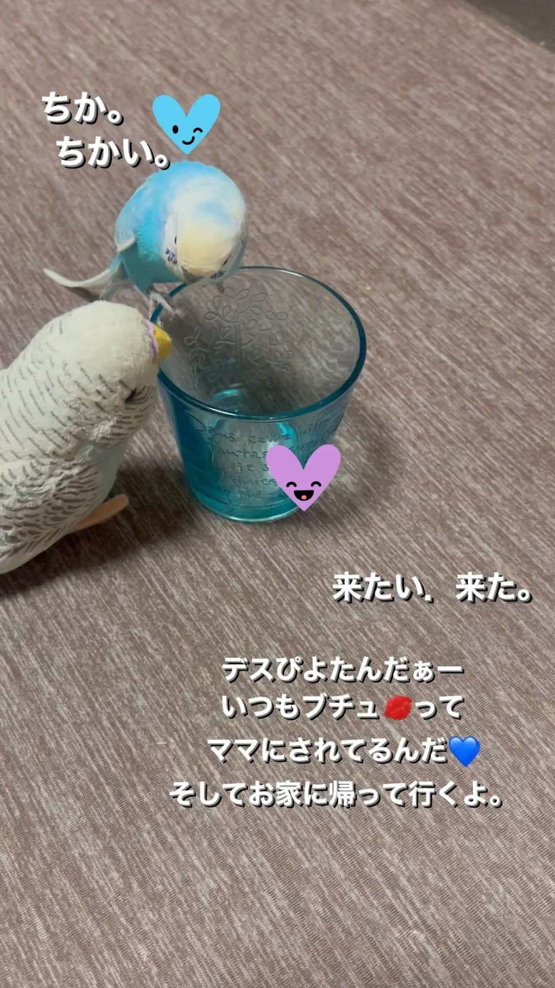 kotoripipipiのインスタグラム