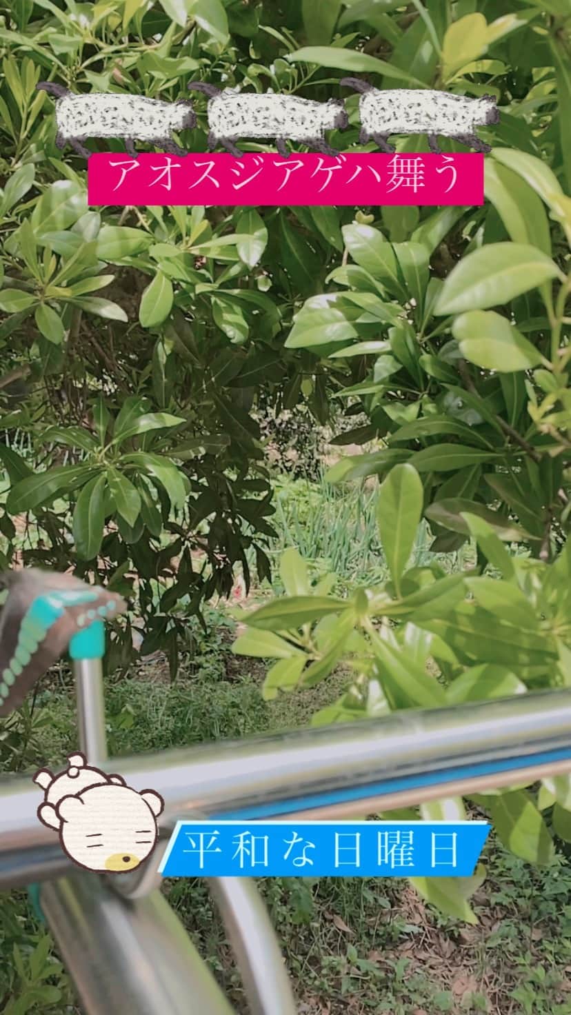 野本かりあのインスタグラム：「#アオスジアゲハ」
