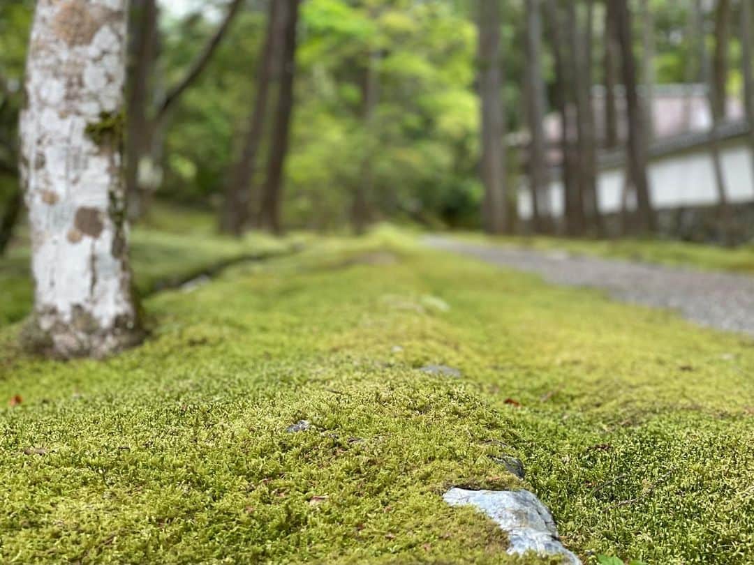 藤沢久美さんのインスタグラム写真 - (藤沢久美Instagram)「苔寺こと京都の西芳寺へ。  かつて日本で初めて枯山水を施した寺。その後、歴史の中でお寺が廃れ、苔に覆われてしまったけれど、それがまた新たな風情を生み出し、苔寺と呼ばれるようになったとか。  京都の西側で谷に位置する西芳寺は、そこに出で立つ者の持つすべての濁りを地中深く吸い込んでくれるような不思議な力を持つ場所でした。  聖徳太子の別荘地として始まり、行基がお寺を建て、夢窓国師が再建し、今に至るまで、法相宗、浄土宗、臨済宗と、宗派も変遷してきているという不思議な役割を持つのだと思う。  1人で静かに訪問してみたい場所でした。  #saihoji  #kyoto」5月14日 14時23分 - kumifujisawa
