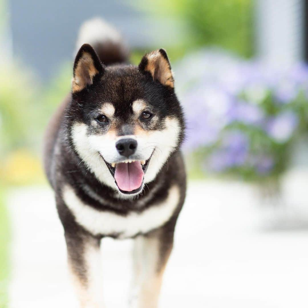 BlackRed shibasのインスタグラム：「Yamato. Your smile always makes me smile.  #2023yamato #柴犬 #shiba #shibainu #dog #rescuedog #rupinasu卒業犬 #rupinasu  #黒柴犬 #cute #元保護犬 #rescuedogs #japan #japandog #元保護犬今は過保護 #lovely #cute #cutestdog #awesomeanimals #mrdog #dogofthaday #nikon」