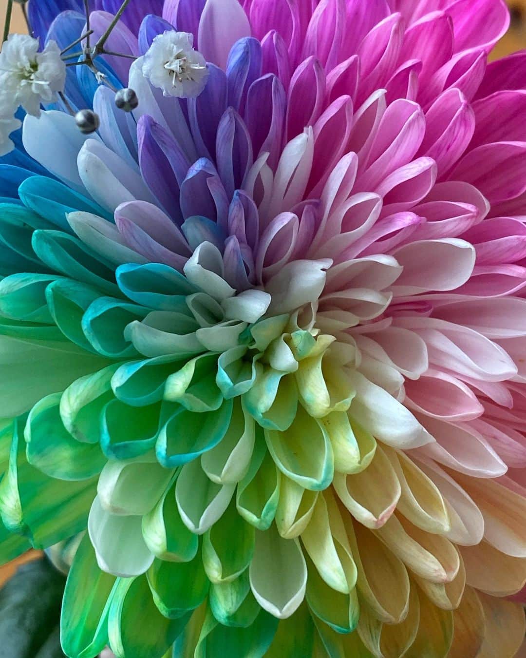 ayuさんのインスタグラム写真 - (ayuInstagram)「🌸🌼🌺🌈 今年も朝から行き先は秘密♩と言って 出かけて行った👨🏻👧🏻👧🏻🐶🐶(近所のお花屋さんへ) それぞれが選んだお花を花束にしてくれたんだって💐♡ いろんな色があって元気出る🌈 パパめめねねフランミルありがとう♡」5月14日 15時04分 - memeyuyu