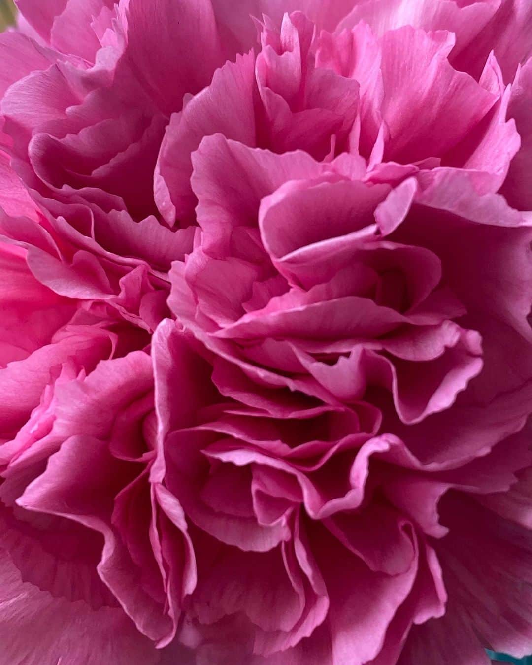 ayuさんのインスタグラム写真 - (ayuInstagram)「🌸🌼🌺🌈 今年も朝から行き先は秘密♩と言って 出かけて行った👨🏻👧🏻👧🏻🐶🐶(近所のお花屋さんへ) それぞれが選んだお花を花束にしてくれたんだって💐♡ いろんな色があって元気出る🌈 パパめめねねフランミルありがとう♡」5月14日 15時04分 - memeyuyu