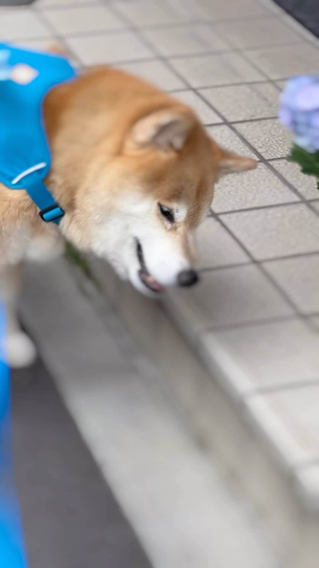 まる（まるたろう）のインスタグラム：「Happy Mother’s Day!!✨💐🐶🌸✨ 母上様  まるはお花の名前をいっぱい覚える事が出来るようになりました。  まるより  #丈夫な身体に産んでくれてありがとう #立派に育ててくれてありがとう #いつも感謝しています #母の日」