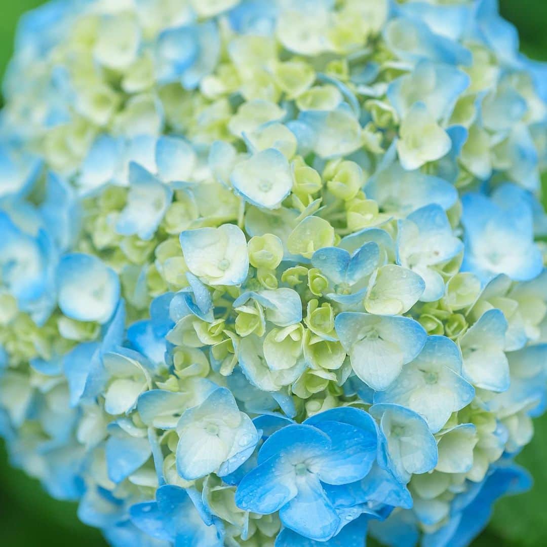 のインスタグラム：「もう咲いてた  #hydrangea  #紫陽花」