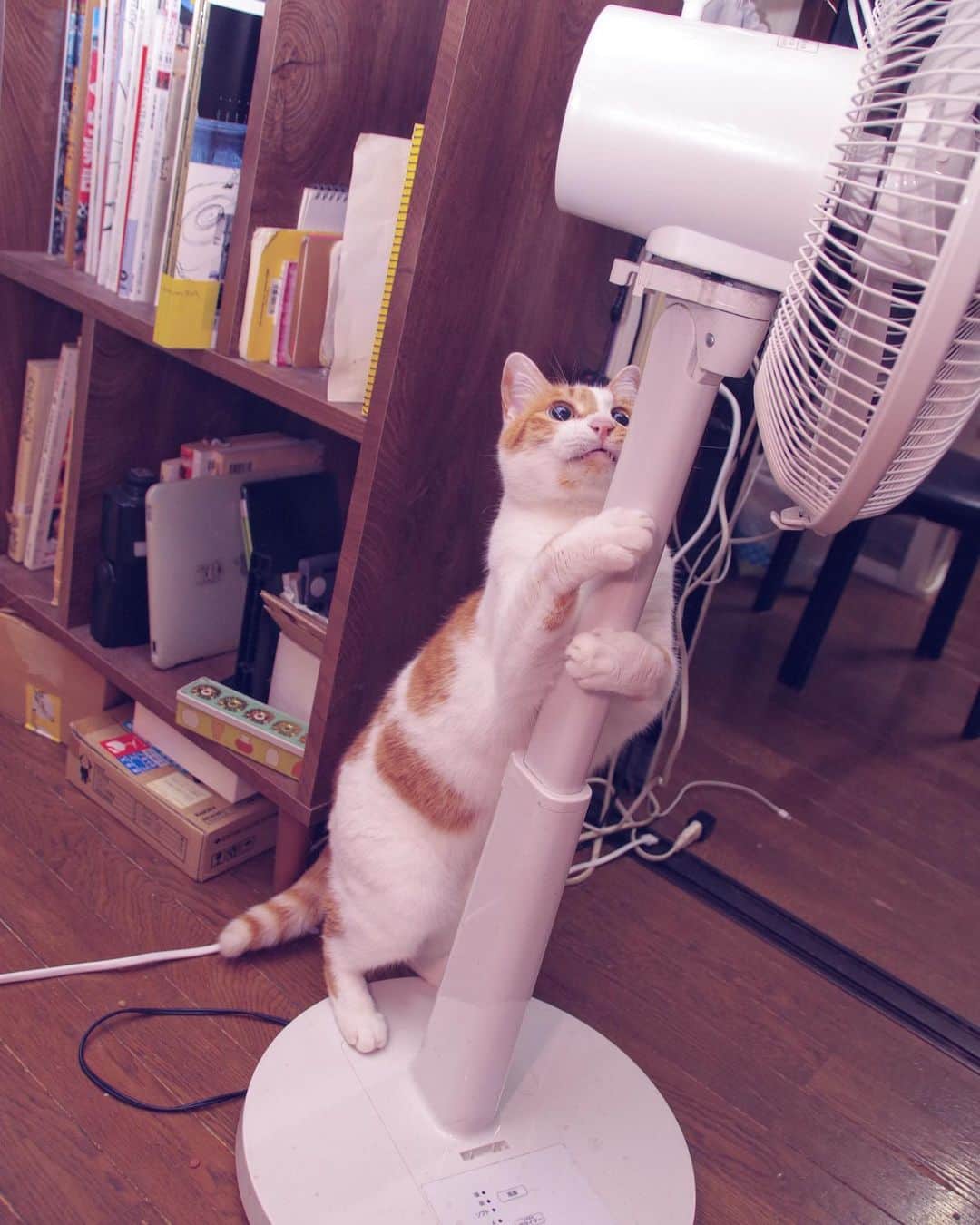 Kachimo Yoshimatsuのインスタグラム：「Hug！  #うちの猫ら #猫 #oinari #ねこ #ニャンスタグラム #にゃんすたぐらむ #ねこのきもち #cat #ネコ #catstagram #ネコ部 http://kachimo.exblog.jp」