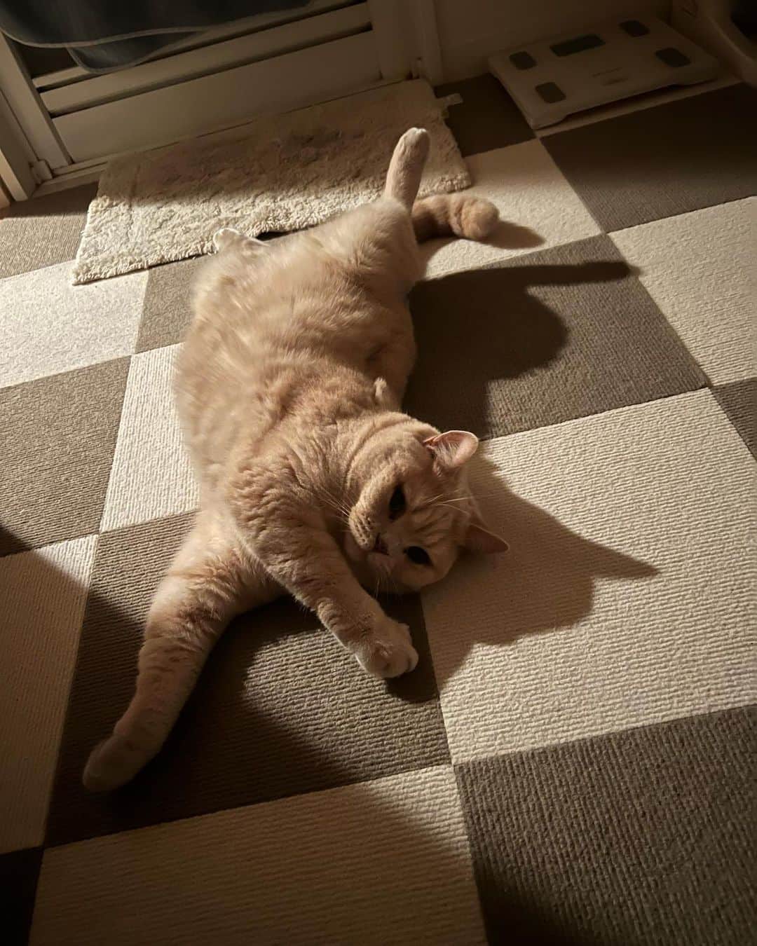赤西涼のインスタグラム：「らいちゃん元気に伸び伸びしております🐱 ちょっと頭を休めてねんねしましょ🫠 おやぷにやさい🥗 美味しい生野菜とフルーツもりもり食べたいそんな深夜。」