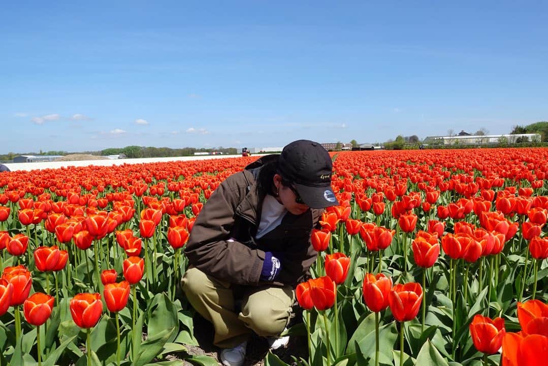 岡村咲さんのインスタグラム写真 - (岡村咲Instagram)「🌷  今日の小野商店ちゃんねるでは チューリップお花見の様子を お届けしました🌷  最近色々出かけていて オランダらしい風景を たくさん見ることが出来て とても嬉しいです🥰  いつか両親を連れて来たいと 思います！ 素敵な時間でした✨  #海外移住」5月15日 2時59分 - sakiokamura_official