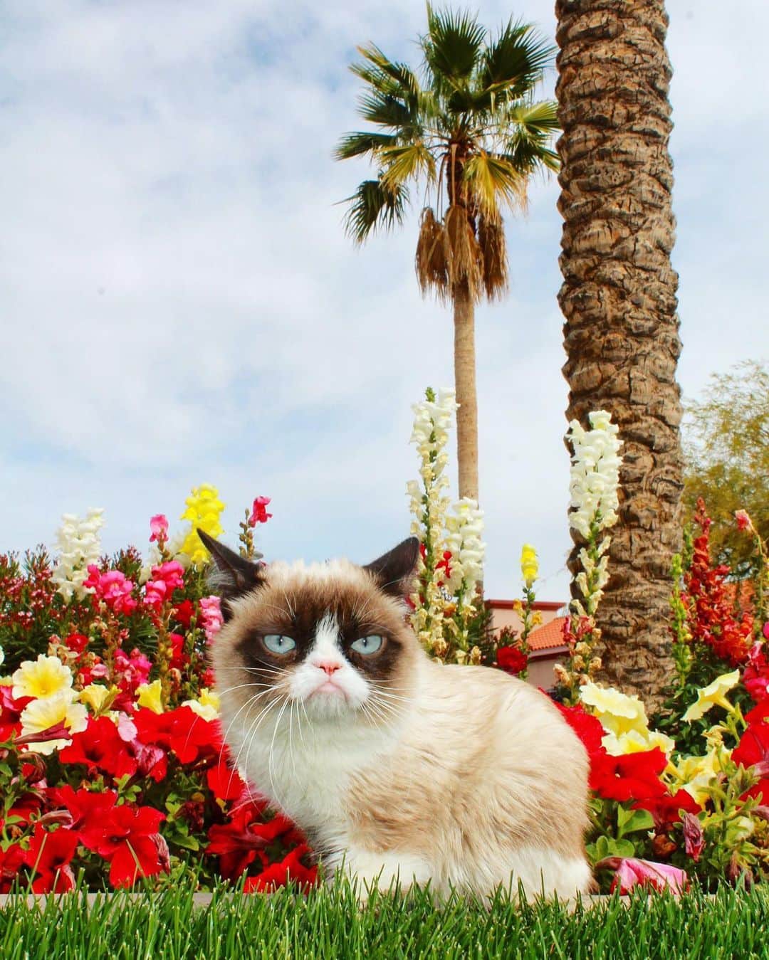 Grumpy Catさんのインスタグラム写真 - (Grumpy CatInstagram)「❤️#GrumpyCatForever❤️」5月15日 3時00分 - realgrumpycat