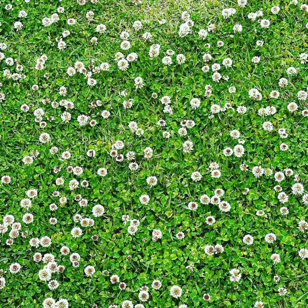 HiRAO INCさんのインスタグラム写真 - (HiRAO INCInstagram)「. ARC  HARA Museum   安定の澄んだ美しさ」5月14日 18時52分 - kayokohirao
