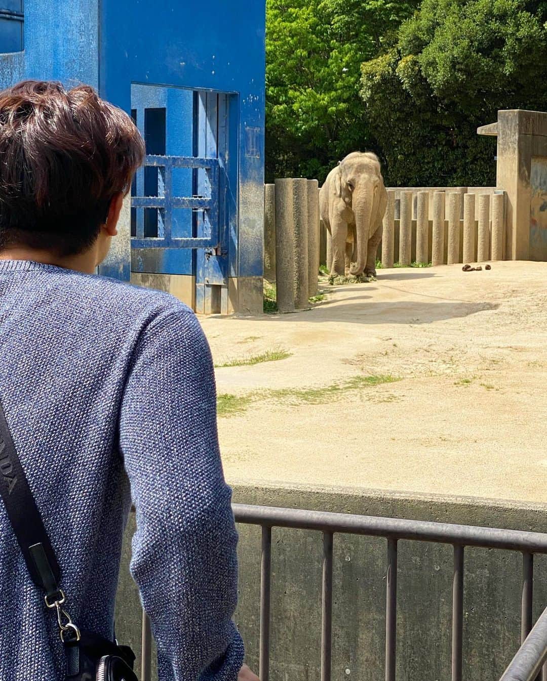 あさにゃん（川北愛紗奈）さんのインスタグラム写真 - (あさにゃん（川北愛紗奈）Instagram)「千葉市動物公園🦒❤︎.* ⁡ GWにお義母さんもお誘いして みんなで行ってきました😘🌈 ⁡ 最近になって動物に激ハマリな息子は 象さん🐘見ると ｢ゾウー｣って言ったり ライオンさん🦁は｢ガオー｣って真似して ゴリラさん🦍には｢パパ｣って言うように... (私が教えちゃいました(´>∀<｀)ゝwww) ⁡ 最後に動物園に行ったのは約1年前で その時はよく分かってない感じだったけど 今回息子もある程度動物を知った上で行って 目をｷﾗｷﾗさせてキリンさん🦒に手振ったり 興味津々ではしゃぐ姿を見れて嬉しかった💖 ⁡ お義母さんともお出かけできて良かった😆💕 ⁡ #千葉市動物公園 #動物園 #家族でお出かけ #仲良し家族 #子連れお出かけ #2歳男の子 #男の子ママ #2人目妊娠中 #令和5年ベビー」5月14日 19時01分 - asanyan0326