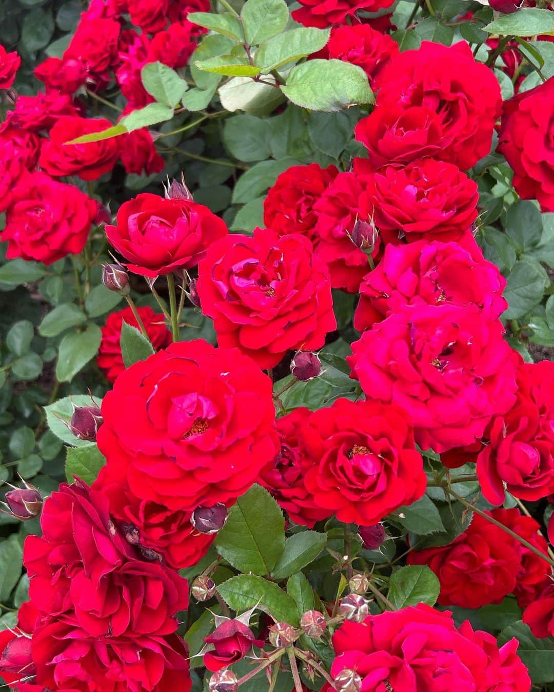 百田汐里さんのインスタグラム写真 - (百田汐里Instagram)「念願のバラ園🌹💞 いい香りで色んな色のお花があったの( ･-･̥ ）♡ ． ．  #バラ園  #薔薇  #ファッション  #今日好き  #フーコック島編  #jk  #今日好きになりました  #今日のコーデ」5月14日 18時54分 - shi._.o19