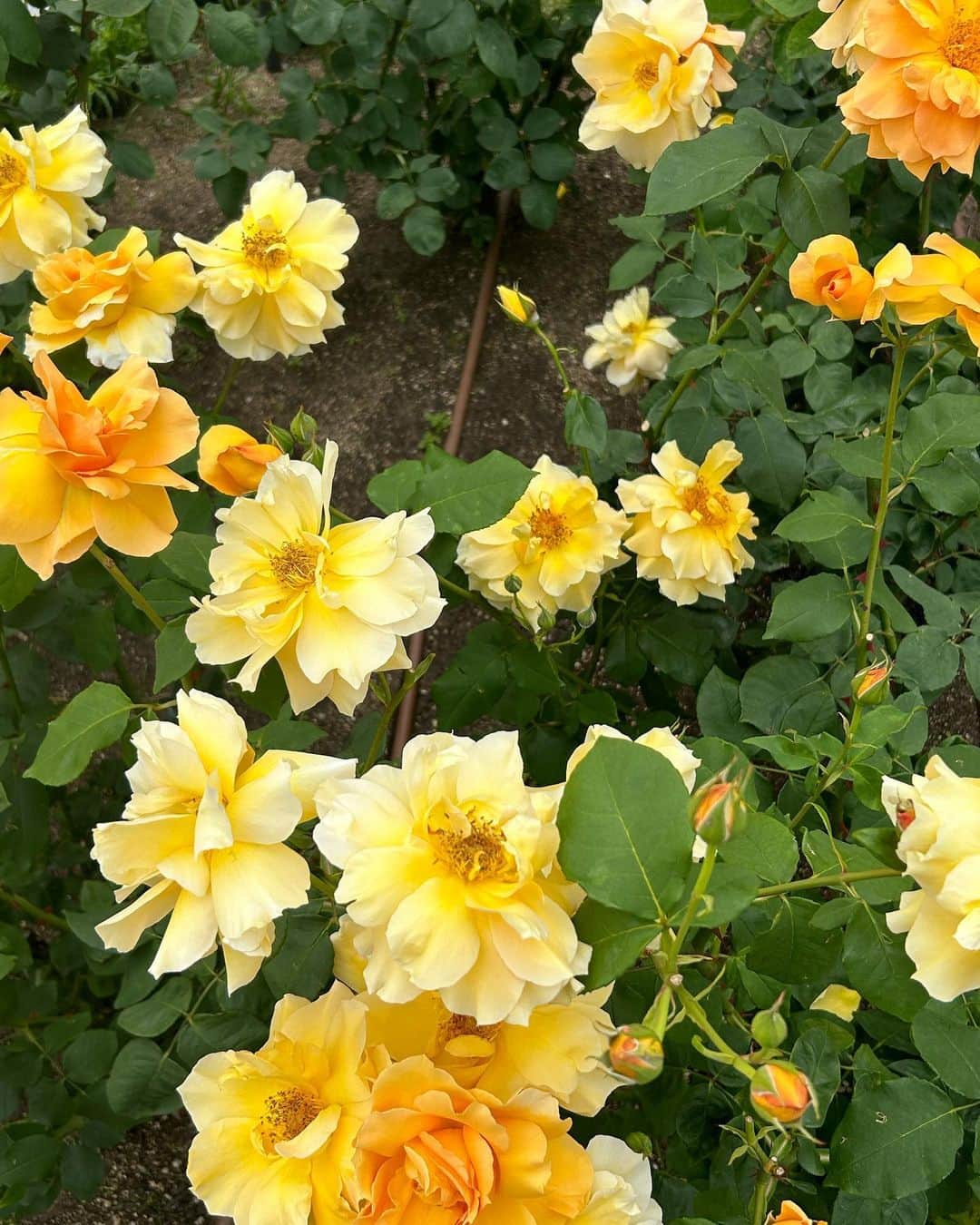 百田汐里さんのインスタグラム写真 - (百田汐里Instagram)「念願のバラ園🌹💞 いい香りで色んな色のお花があったの( ･-･̥ ）♡ ． ．  #バラ園  #薔薇  #ファッション  #今日好き  #フーコック島編  #jk  #今日好きになりました  #今日のコーデ」5月14日 18時54分 - shi._.o19