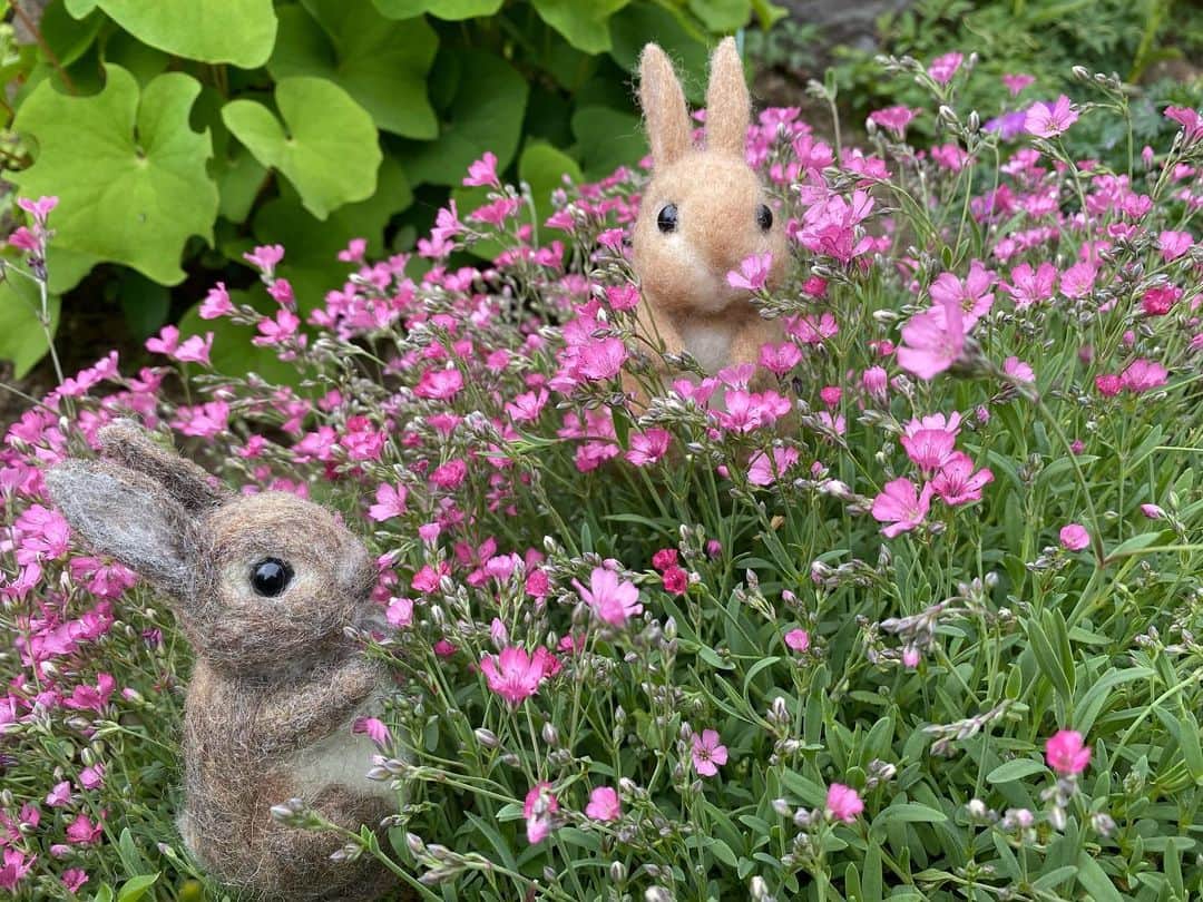 ラン?のインスタグラム：「ちびちゃんズとお庭のお花🐰🐰✿ᵕ̈*❁*·⑅ ☆ #うさぎのコナン  #うさぎ #うさぎのいる暮らし #rabbit #ネザーランドドワーフ #ふわもこ部 #もふもふ部 #netherlanddwarf #kawaii #かわいい #うさぎ部  2023.05.14」