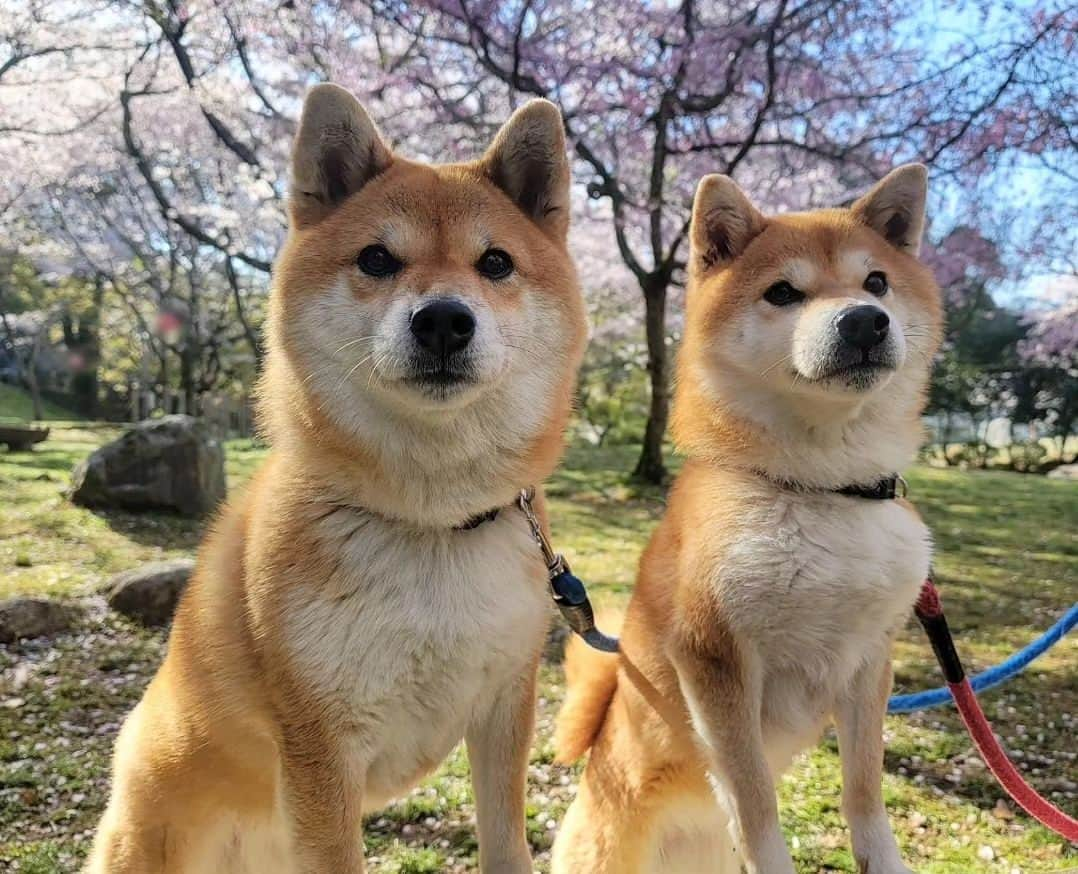 柴犬たま Shibainu Tamaさんのインスタグラム写真 - (柴犬たま Shibainu TamaInstagram)「⠀ ⠀ 皆様、お久しぶりです⠀ ご無沙汰しておりました😌⠀ ⠀ 1ヶ月半程お休みしておりましたが⠀ たまファミリーは相変わらず元気いっぱいです✊⠀ ⠀ 今日から不定期ですが少しずつ⠀ 更新を再開しようと思います💡⠀ ⠀ ⠀ ⠀ 写真はたまミケを連れて行ったお花見🌸⠀ ⠀ しばらくはお休み中に撮り溜めていた⠀ 写真をUPしようと思います😊⠀ ⠀  Caption trans🇬🇧 Dear all, it has been a long time. It has been a while since I have been away😌 I have been on a hiatus from posting for about a month and a half, but the Tama family is doing well✊ I will resume updating irregularly from today💡⠀ The photos are from when I took Tama and Meekeh to see the cherry blossoms🌸 For the time being, I will try to post the photos I have been taking during the hiatus😊⠀  #柴犬たま #たママ #たまーば #たま家族 #柴犬ミケ #ミケママ #おでかけ #仲良し親子 #お花見 #桜 #サクラ #さくら #flower #cherryblossom #sakura #花とたま #花とミケ #柴犬と桜 #桜と柴犬 #日本の春 #笑顔 #ふわもこ #かなりひし形 #柴犬 #shiba #shibainu #shibastagram #犬 #dog #多頭飼い」5月14日 19時05分 - tama7653