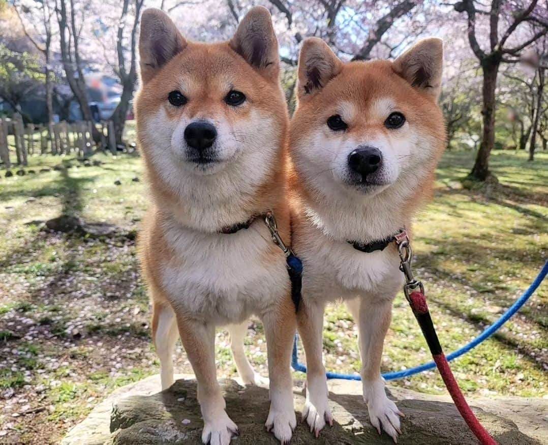 柴犬たま Shibainu Tamaさんのインスタグラム写真 - (柴犬たま Shibainu TamaInstagram)「⠀ ⠀ 皆様、お久しぶりです⠀ ご無沙汰しておりました😌⠀ ⠀ 1ヶ月半程お休みしておりましたが⠀ たまファミリーは相変わらず元気いっぱいです✊⠀ ⠀ 今日から不定期ですが少しずつ⠀ 更新を再開しようと思います💡⠀ ⠀ ⠀ ⠀ 写真はたまミケを連れて行ったお花見🌸⠀ ⠀ しばらくはお休み中に撮り溜めていた⠀ 写真をUPしようと思います😊⠀ ⠀  Caption trans🇬🇧 Dear all, it has been a long time. It has been a while since I have been away😌 I have been on a hiatus from posting for about a month and a half, but the Tama family is doing well✊ I will resume updating irregularly from today💡⠀ The photos are from when I took Tama and Meekeh to see the cherry blossoms🌸 For the time being, I will try to post the photos I have been taking during the hiatus😊⠀  #柴犬たま #たママ #たまーば #たま家族 #柴犬ミケ #ミケママ #おでかけ #仲良し親子 #お花見 #桜 #サクラ #さくら #flower #cherryblossom #sakura #花とたま #花とミケ #柴犬と桜 #桜と柴犬 #日本の春 #笑顔 #ふわもこ #かなりひし形 #柴犬 #shiba #shibainu #shibastagram #犬 #dog #多頭飼い」5月14日 19時05分 - tama7653