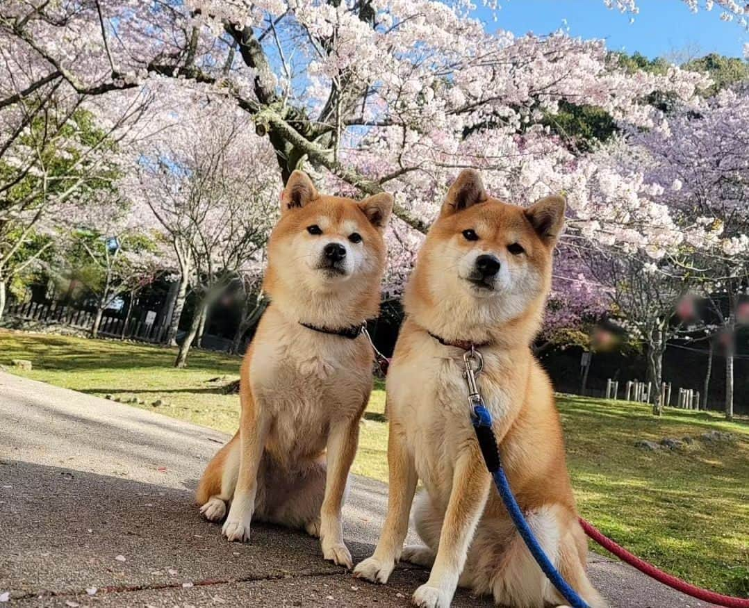 柴犬たま Shibainu Tamaさんのインスタグラム写真 - (柴犬たま Shibainu TamaInstagram)「⠀ ⠀ 皆様、お久しぶりです⠀ ご無沙汰しておりました😌⠀ ⠀ 1ヶ月半程お休みしておりましたが⠀ たまファミリーは相変わらず元気いっぱいです✊⠀ ⠀ 今日から不定期ですが少しずつ⠀ 更新を再開しようと思います💡⠀ ⠀ ⠀ ⠀ 写真はたまミケを連れて行ったお花見🌸⠀ ⠀ しばらくはお休み中に撮り溜めていた⠀ 写真をUPしようと思います😊⠀ ⠀  Caption trans🇬🇧 Dear all, it has been a long time. It has been a while since I have been away😌 I have been on a hiatus from posting for about a month and a half, but the Tama family is doing well✊ I will resume updating irregularly from today💡⠀ The photos are from when I took Tama and Meekeh to see the cherry blossoms🌸 For the time being, I will try to post the photos I have been taking during the hiatus😊⠀  #柴犬たま #たママ #たまーば #たま家族 #柴犬ミケ #ミケママ #おでかけ #仲良し親子 #お花見 #桜 #サクラ #さくら #flower #cherryblossom #sakura #花とたま #花とミケ #柴犬と桜 #桜と柴犬 #日本の春 #笑顔 #ふわもこ #かなりひし形 #柴犬 #shiba #shibainu #shibastagram #犬 #dog #多頭飼い」5月14日 19時05分 - tama7653