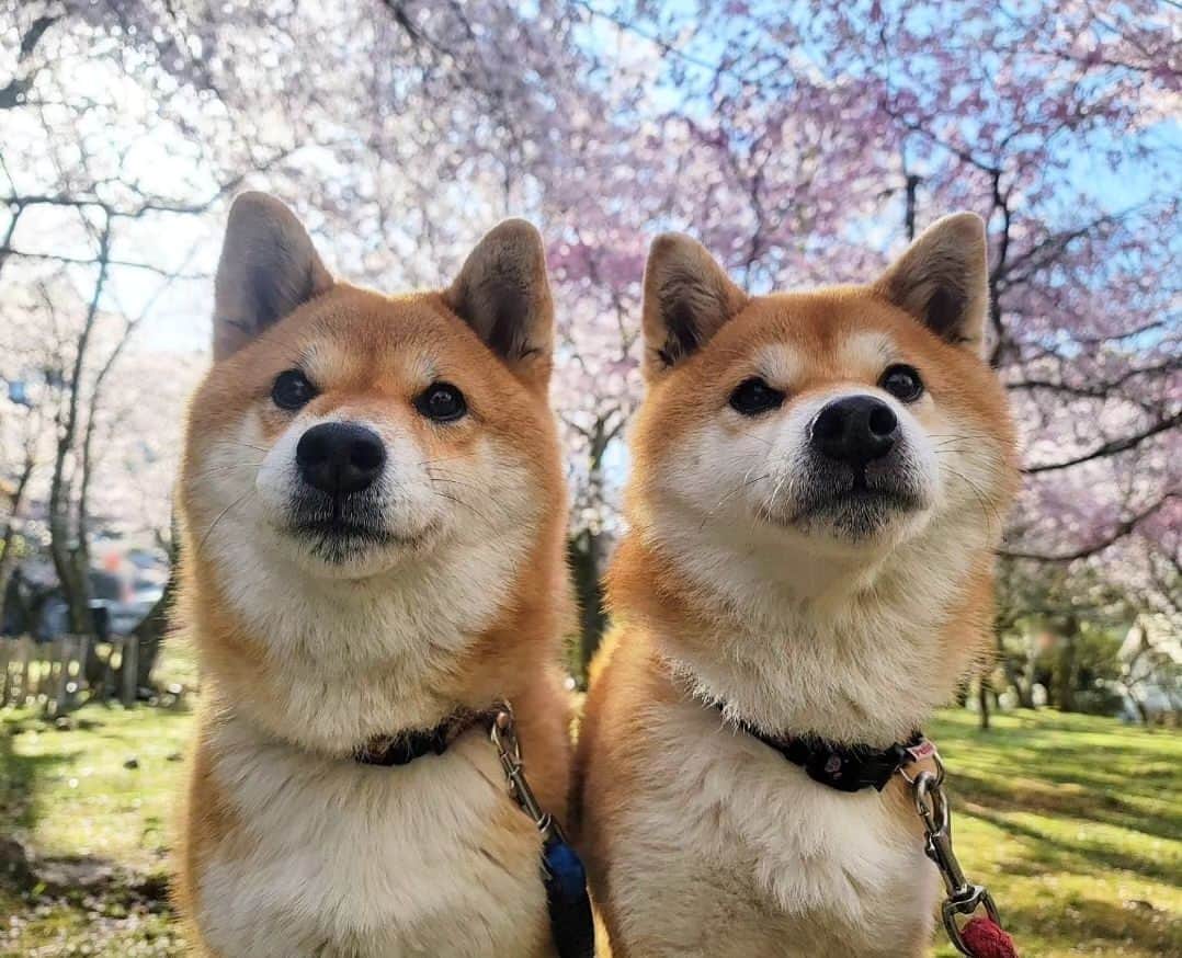 柴犬たま Shibainu Tamaのインスタグラム：「⠀ ⠀ 皆様、お久しぶりです⠀ ご無沙汰しておりました😌⠀ ⠀ 1ヶ月半程お休みしておりましたが⠀ たまファミリーは相変わらず元気いっぱいです✊⠀ ⠀ 今日から不定期ですが少しずつ⠀ 更新を再開しようと思います💡⠀ ⠀ ⠀ ⠀ 写真はたまミケを連れて行ったお花見🌸⠀ ⠀ しばらくはお休み中に撮り溜めていた⠀ 写真をUPしようと思います😊⠀ ⠀  Caption trans🇬🇧 Dear all, it has been a long time. It has been a while since I have been away😌 I have been on a hiatus from posting for about a month and a half, but the Tama family is doing well✊ I will resume updating irregularly from today💡⠀ The photos are from when I took Tama and Meekeh to see the cherry blossoms🌸 For the time being, I will try to post the photos I have been taking during the hiatus😊⠀  #柴犬たま #たママ #たまーば #たま家族 #柴犬ミケ #ミケママ #おでかけ #仲良し親子 #お花見 #桜 #サクラ #さくら #flower #cherryblossom #sakura #花とたま #花とミケ #柴犬と桜 #桜と柴犬 #日本の春 #笑顔 #ふわもこ #かなりひし形 #柴犬 #shiba #shibainu #shibastagram #犬 #dog #多頭飼い」