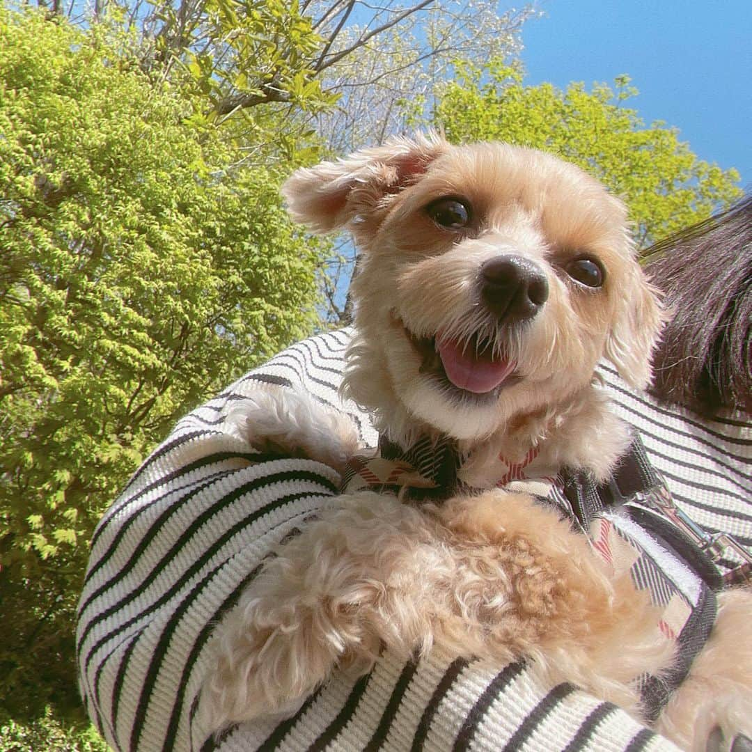 美緒さんのインスタグラム写真 - (美緒Instagram)「🌳🐶🛜  緑の中で過ごしました🌳 私にずっとベッタリな三女が可愛すぎて、カメラフォルダの中が三女ばかりです🐶 見てください。この満面の笑みを…ｷｬﾜｲｲ 祖母も大好きな森に一緒に行ったのですが、とても喜んでくれて嬉しかったです🛜  (私と同じ方向見ちゃうのもｶﾜｲｲ)  #instadaily #instagood #happy #dog #summer #ootd #nature #green #愛犬  #まるぷー #マルプー #マルプー連合」5月14日 19時14分 - mio_miofficial