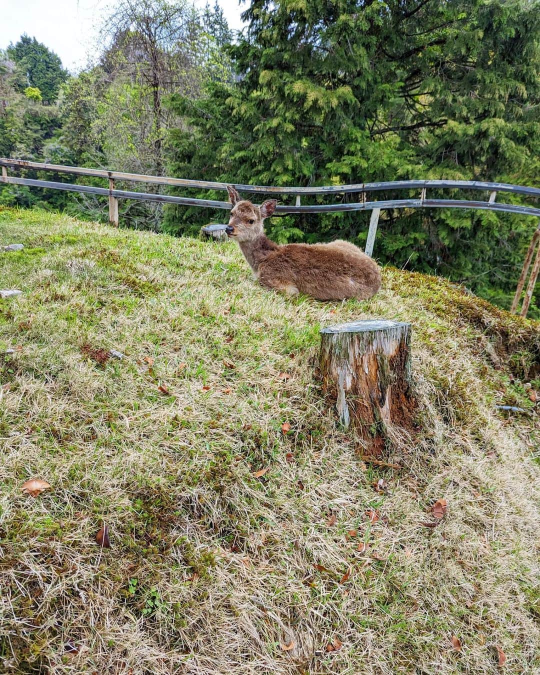 Hiromi Tomiiさんのインスタグラム写真 - (Hiromi TomiiInstagram)「何週間か前のゴルフ行ったときのpic . 子鹿が居られて、近づいたらなんとも言えないカメラ慣れしてた😂 . 愛くるしかった◎◎ . 小さい頃から宮島が家から近かったので鹿様とは御縁がある人生😂 . 観光地の鹿様よりも一定距離保たれておられるあたりが野生って感じやった◎ . . #ゴルフ女子 　 #ゴルフ初心者 #ゴルフ #ゴルフスイング  #ゴルフはじめました  #ゴルフレッスン #golf #golfstagram #golfswing #ゴルフ好きな人と繋がりたい #ゴルファー #ゴルフウエア #⛳ #ゴルフ⛳️  #ゴルフ好き #打ちっぱなし .」5月14日 19時17分 - hiromi.tomii