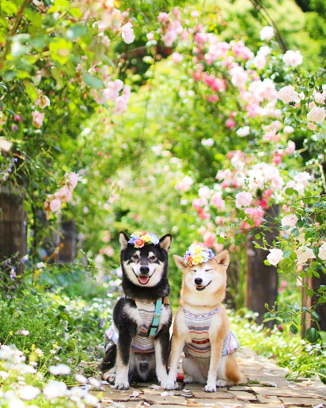 柴犬 けんしろう ゆりあさんのインスタグラム写真 - (柴犬 けんしろう ゆりあInstagram)「🐶🌹  Mother's Day. 世界中のお母さんありがとう💐  #母の日 #元保護犬 #保護犬を家族に  #その瞬間は永遠の思い出 #その瞬間に物語を #tokyocameraclub #whim_fluffy #barked #igersip #japan_of_insta #9gag #team_jp_ #photo_shorttrip #wp_flower #lovers_nippon #cute #art_of_japan_ #ptk_japan #japan_daytime_view」5月14日 19時46分 - nerishiro