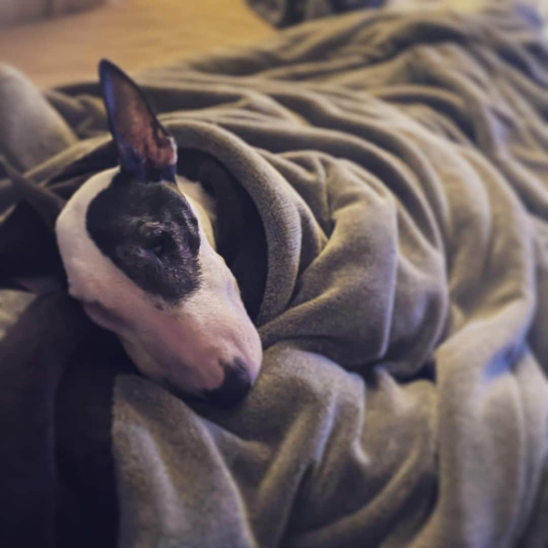 Q太郎さんのインスタグラム写真 - (Q太郎Instagram)「#minituru#bull#terrier#minibullterrier#miniturubullterrier#dog#dogstagram#cute#qtaro#love#family#ミニチュア#ブルテリア#ミニチュアブルテリア#Q太郎」5月14日 19時49分 - qtaro.jun