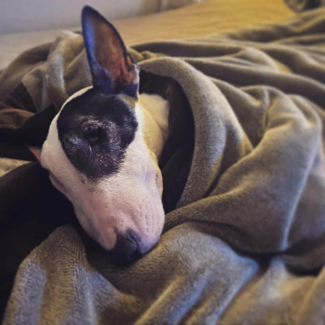 Q太郎さんのインスタグラム写真 - (Q太郎Instagram)「#minituru#bull#terrier#minibullterrier#miniturubullterrier#dog#dogstagram#cute#qtaro#love#family#ミニチュア#ブルテリア#ミニチュアブルテリア#Q太郎」5月14日 19時49分 - qtaro.jun