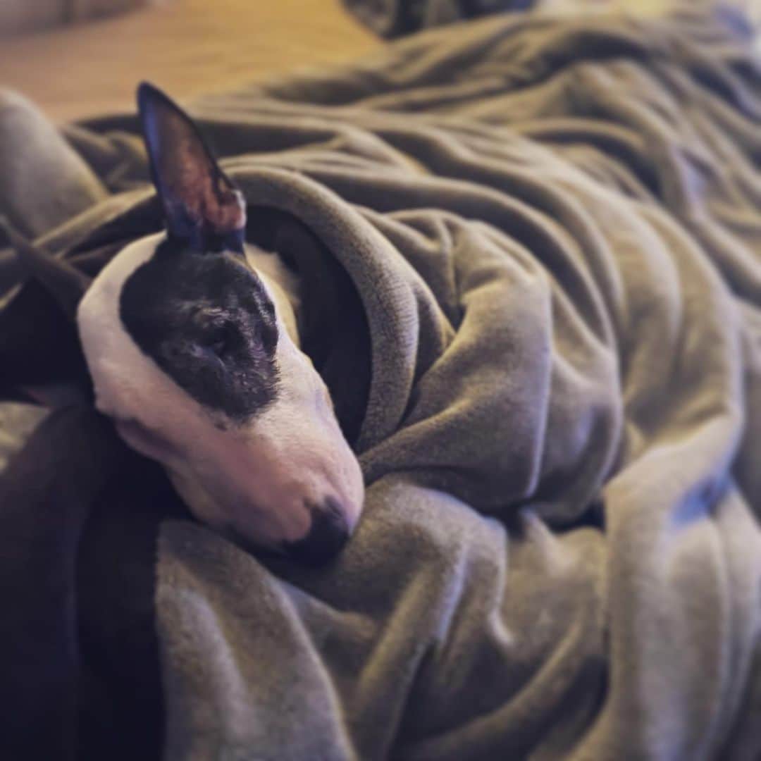 のインスタグラム：「#minituru#bull#terrier#minibullterrier#miniturubullterrier#dog#dogstagram#cute#qtaro#love#family#ミニチュア#ブルテリア#ミニチュアブルテリア#Q太郎」