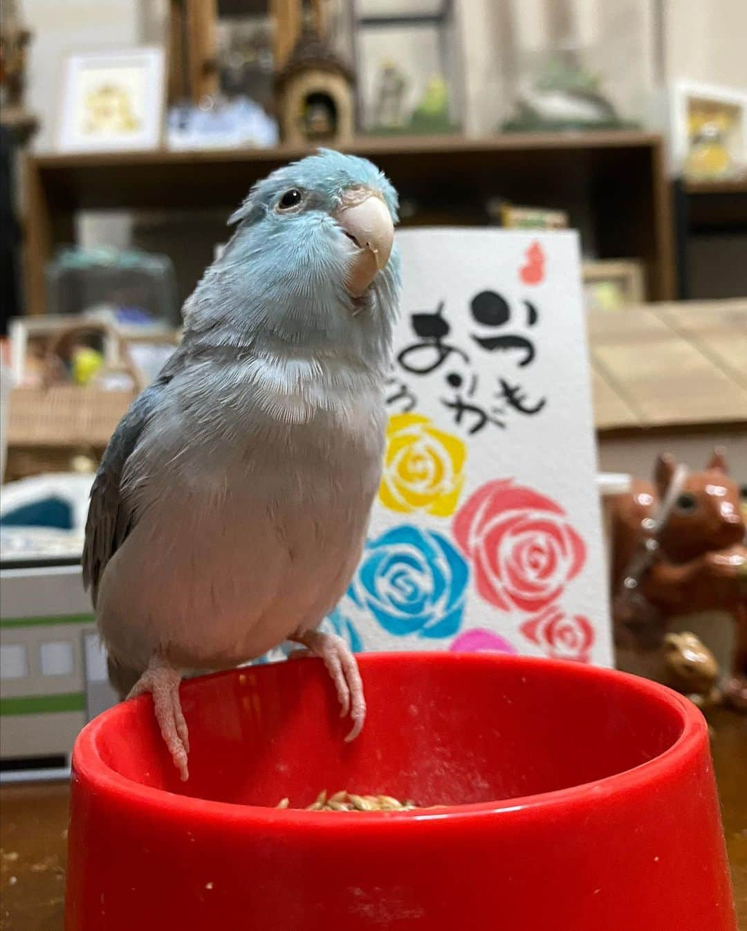 peace_0322さんのインスタグラム写真 - (peace_0322Instagram)「#インコ#マメルリハインコ#母の日#ふわもこ部 瑠璃ちゃんもお母さんに感謝しようね😆 瑠璃ちゃんはお母さんになれなから💦お願いだからダンス💃しないで😰」5月14日 20時01分 - peace_0322