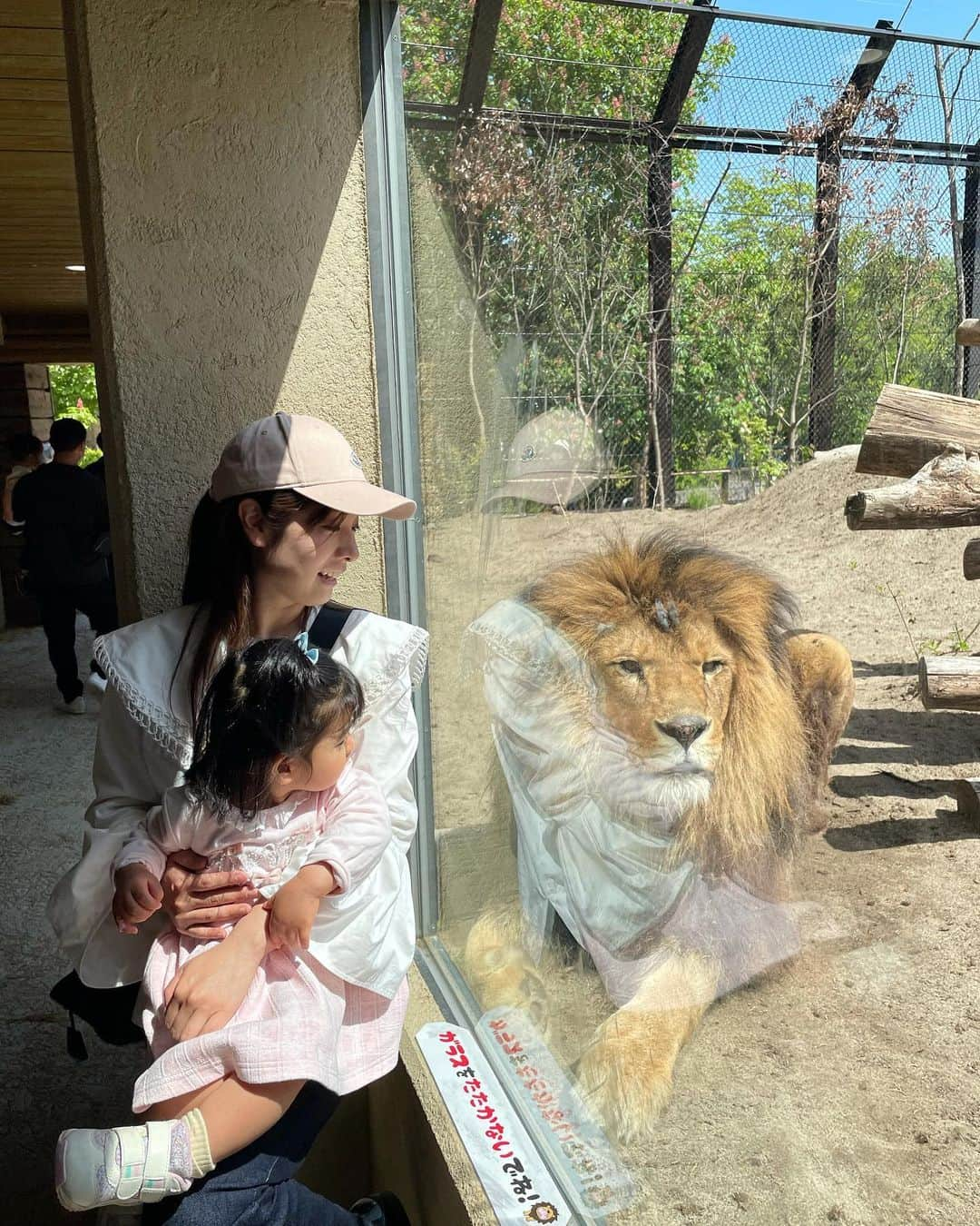 逢月あかりのインスタグラム：「ゴールデンウィークの思い出✨  行ってみたかった茶臼山動物園へ🦁 レッサーパンダはお昼寝中で可愛いお顔は見れず残念😂  ライオンが近くまで来てくれました🦁 アルパカが癒しだった〜💓  帰りは美味しいスイーツが沢山の竹風堂🌰栗おこわもとても美味しいのです😋😋  #茶臼山動物園 #子連れお出かけ #長野観光 #長野旅行 #ゴールデンウィーク旅行 #レッサーパンダ#竹風堂#長野市カフェ #長野グルメ」