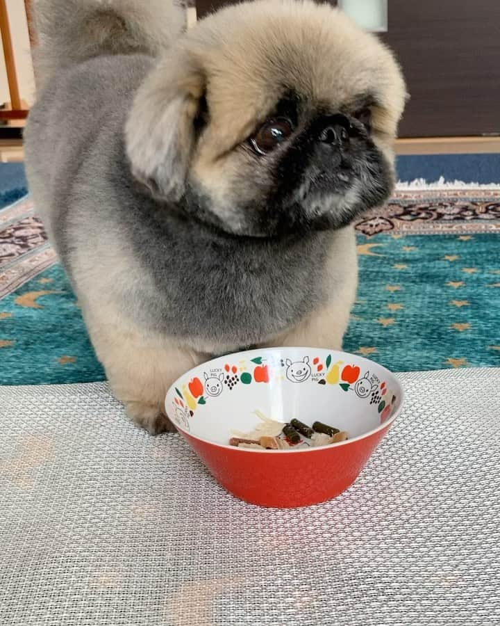 いぶそらのインスタグラム：「最近のいぶき、もりもり食べて、おかわりもします🐶💪💕  今年も、カルガモの親子が見れて、幸せ感じました💝コガモちゃん🦆すくすく育ってね😄  #食欲旺盛  #ibuki  #カルガモ親子」