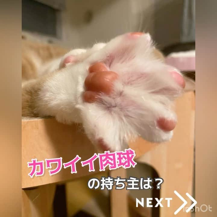 猫壱（ねこいち•ネコイチ）のインスタグラム：「可愛いすぎる肉球🐾🐾 正体ももちろん可愛い子ちゃん❤︎  @ram.h.chay.717829 さん お写真をありがとうございました😊 お写真の商品はバリバリボウルタワーでした🐱  :::::::::猫壱 :::::::   猫壱商品を使ってくれている写真や動画に【猫壱写真館】のハッシュタグをつけてポストしてください✨  猫壱SNSなどでリポスト・紹介されるかも？！  猫壱HPにも掲載されるチャンスも🥺  ぜひ皆さんハッシュタグをつけてポストしてくださいね🥺    @necoichicojp のハイライトから応募要項をチェックして是非ご応募くださいね❤   Reproduction is  prohibited.  ...........................................................................  #猫壱写真館  #猫壱 #necoichi #猫好きさんと繋がりたい  #猫好き　 #猫のいる暮らし  ...........................................................................」