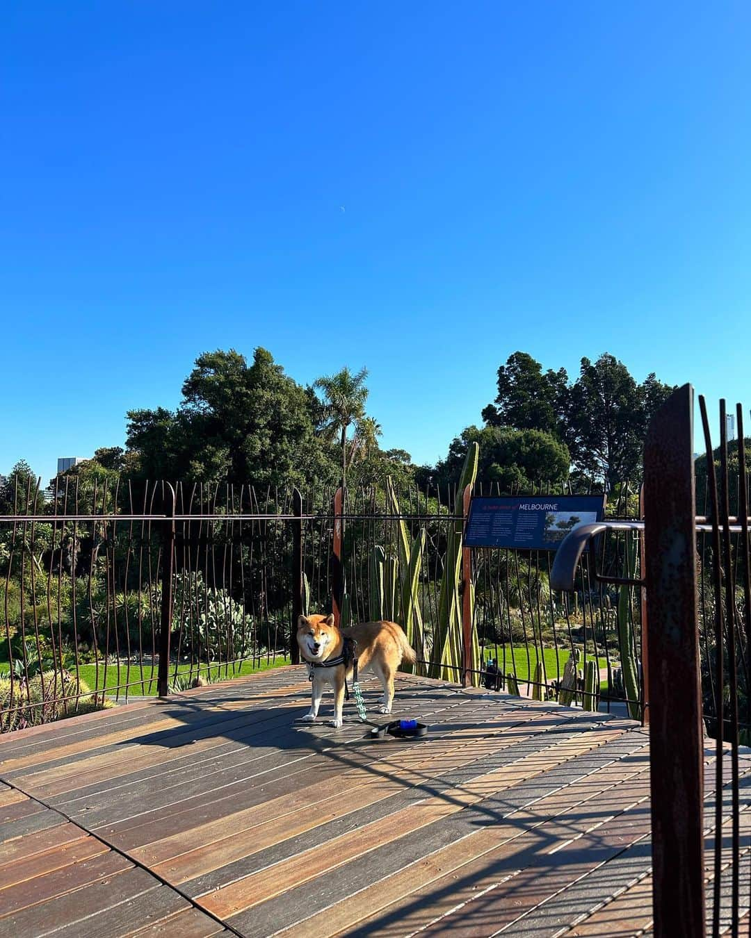 Shibainu Pontaさんのインスタグラム写真 - (Shibainu PontaInstagram)「Botanical garden 🤍🤍☀️☀️  #メルボルン #melbourne」5月14日 20時16分 - pontasyk