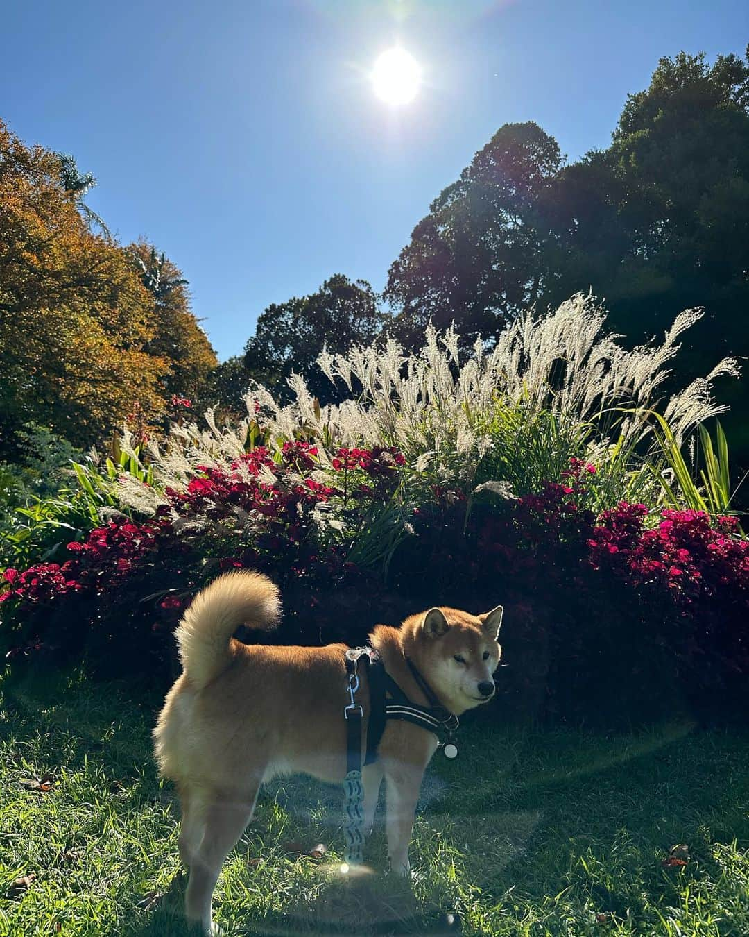 Shibainu Pontaさんのインスタグラム写真 - (Shibainu PontaInstagram)「Botanical garden 🤍🤍☀️☀️  #メルボルン #melbourne」5月14日 20時16分 - pontasyk